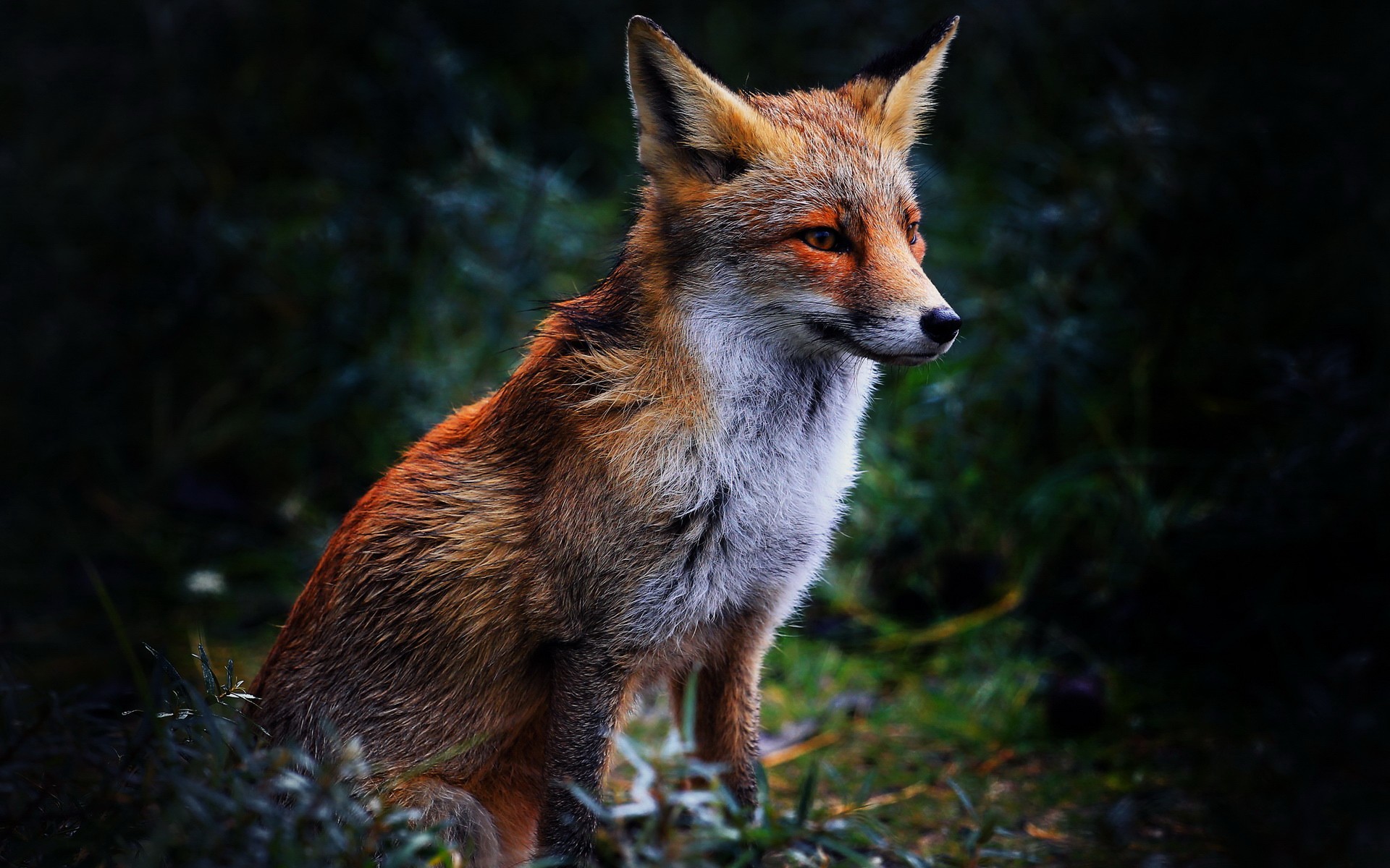 Red fox sitting in tall grass HD Wallpaper