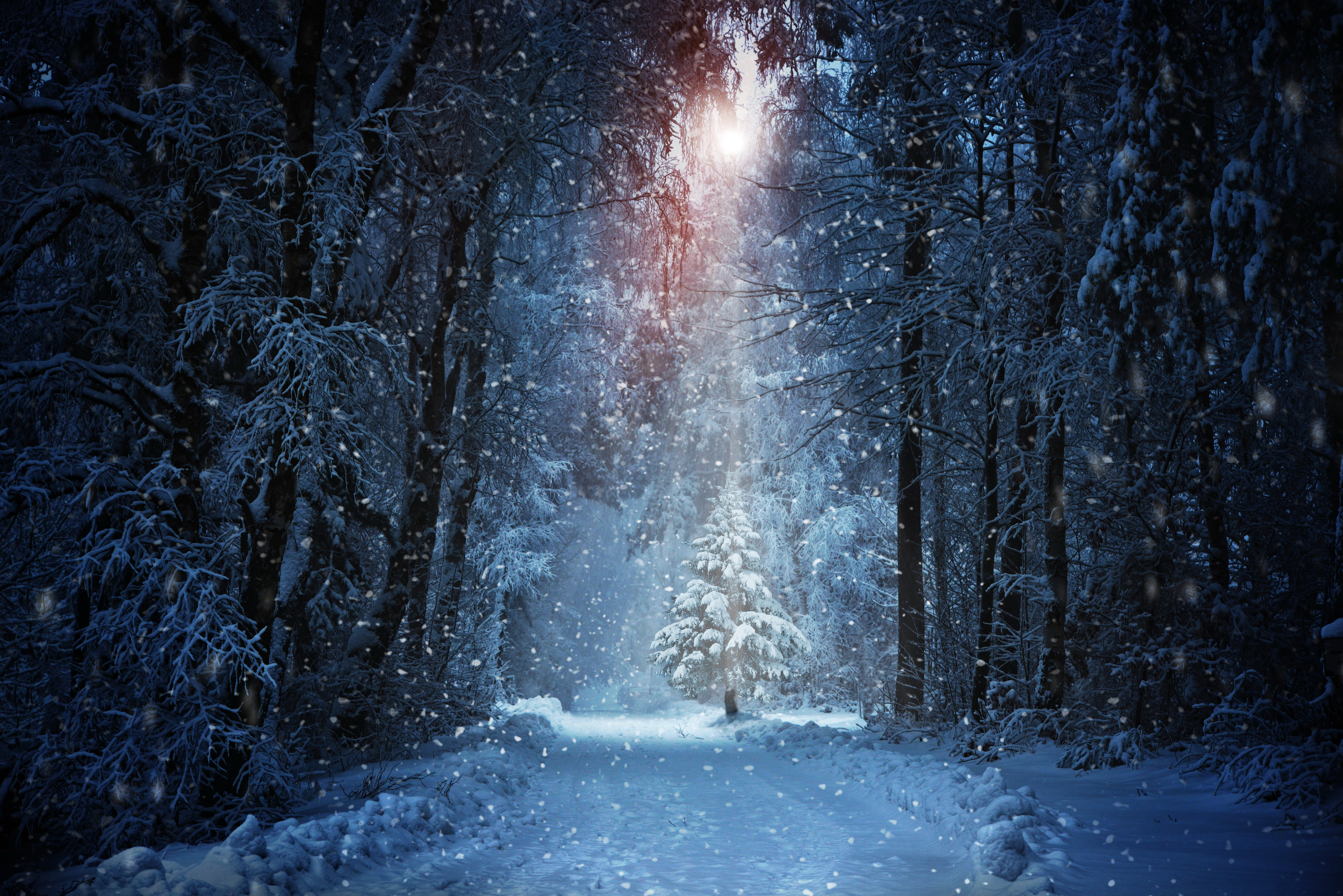Snowfall in a winter forest with a path HD Wallpaper