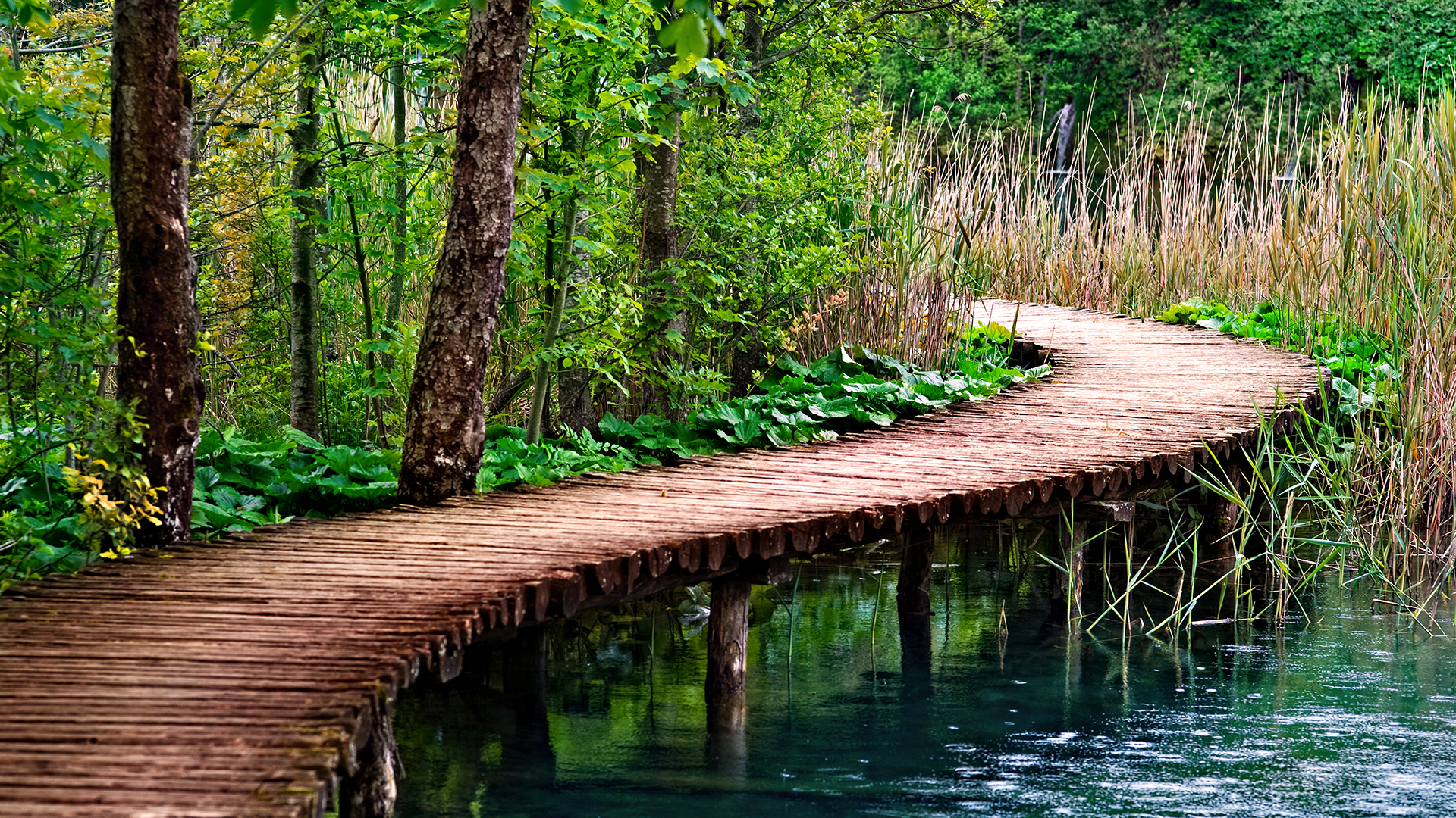 Wooden boardwalk over a tranquil lake in a forest HD Wallpaper