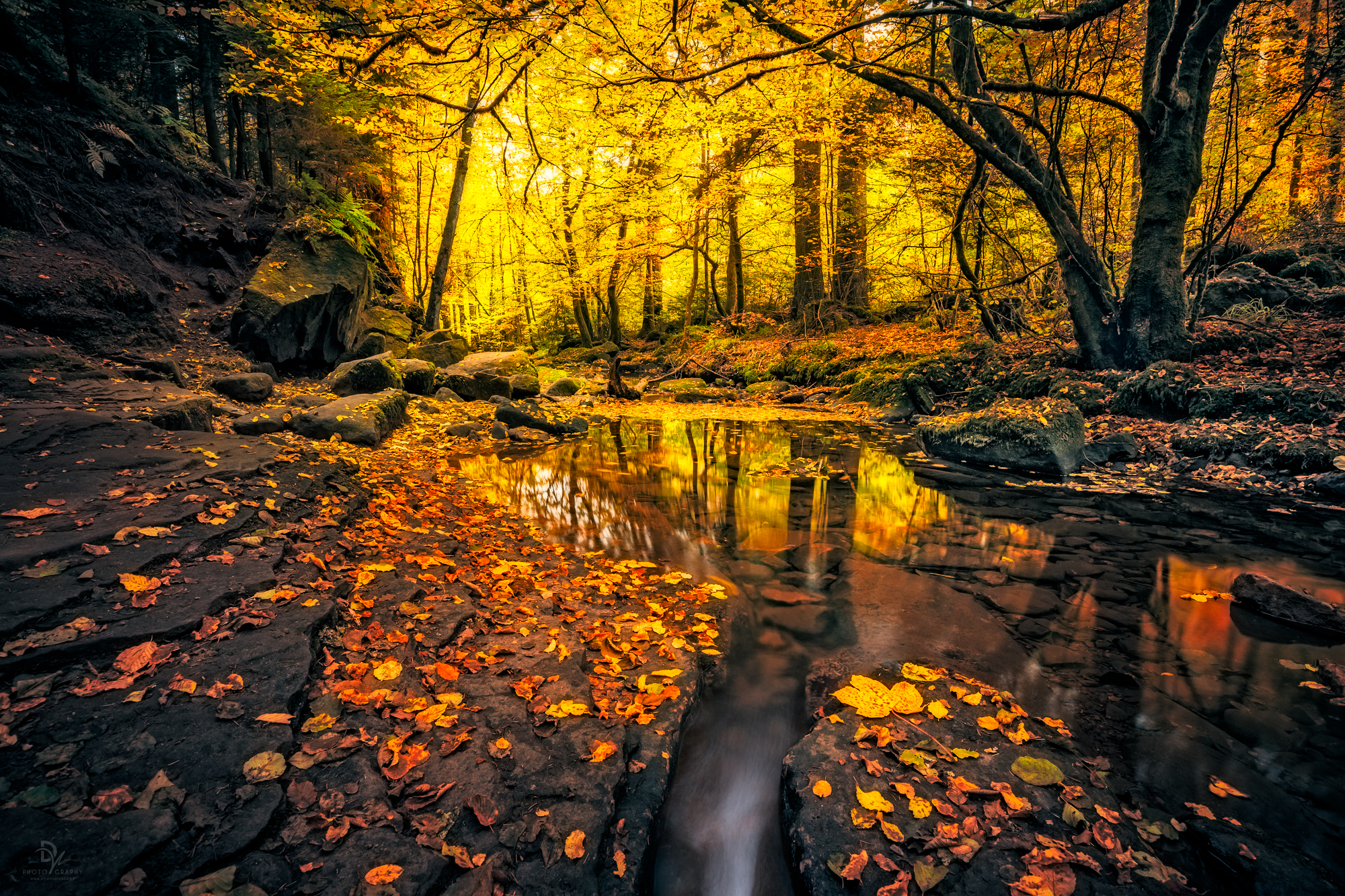 Autumn forest stream with fallen leaves and rocks HD Wallpaper