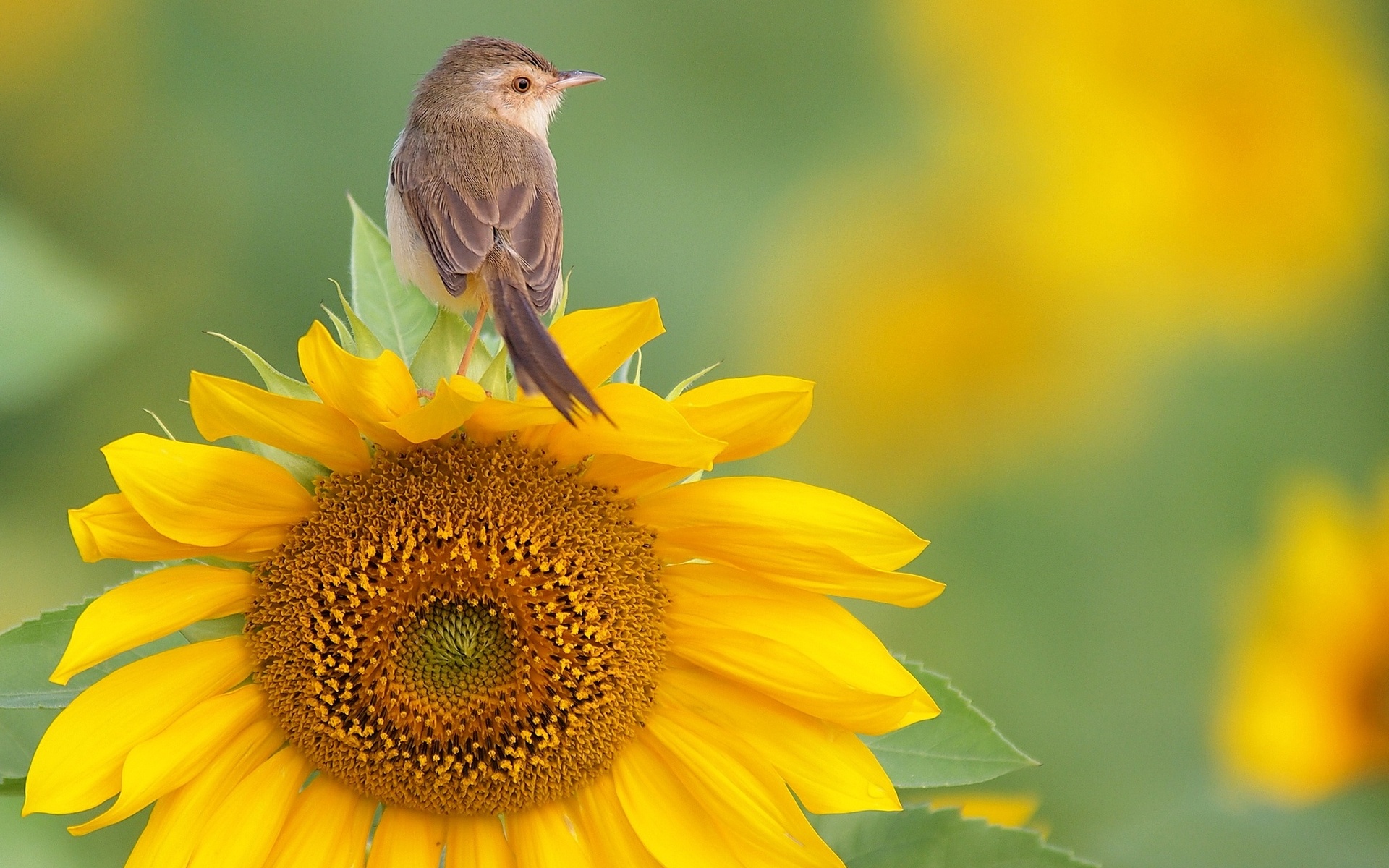 Bird on a sunflower HD Wallpaper