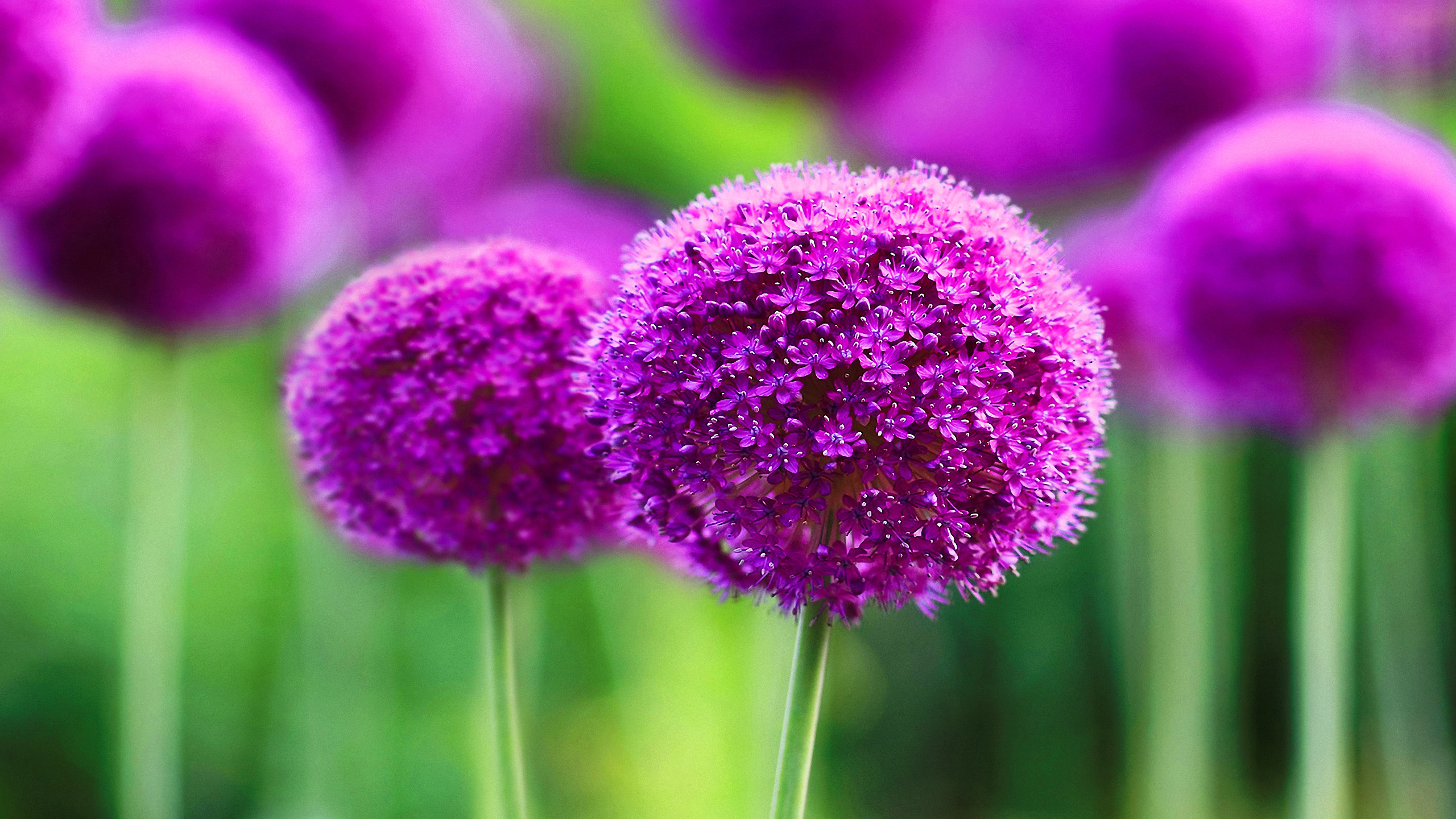 Close-up of purple Allium flowers HD Wallpaper