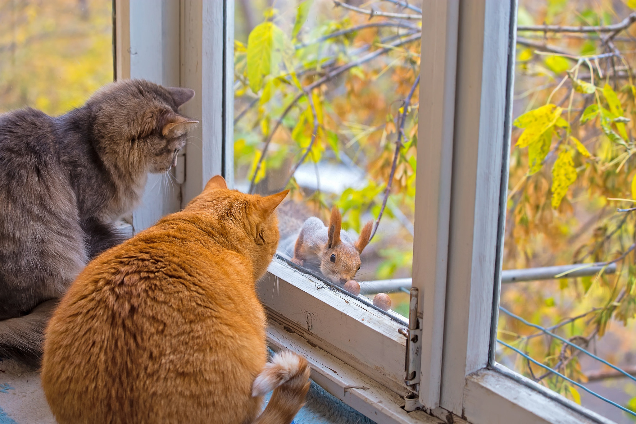 Two cats watch a squirrel outside a window HD Wallpaper