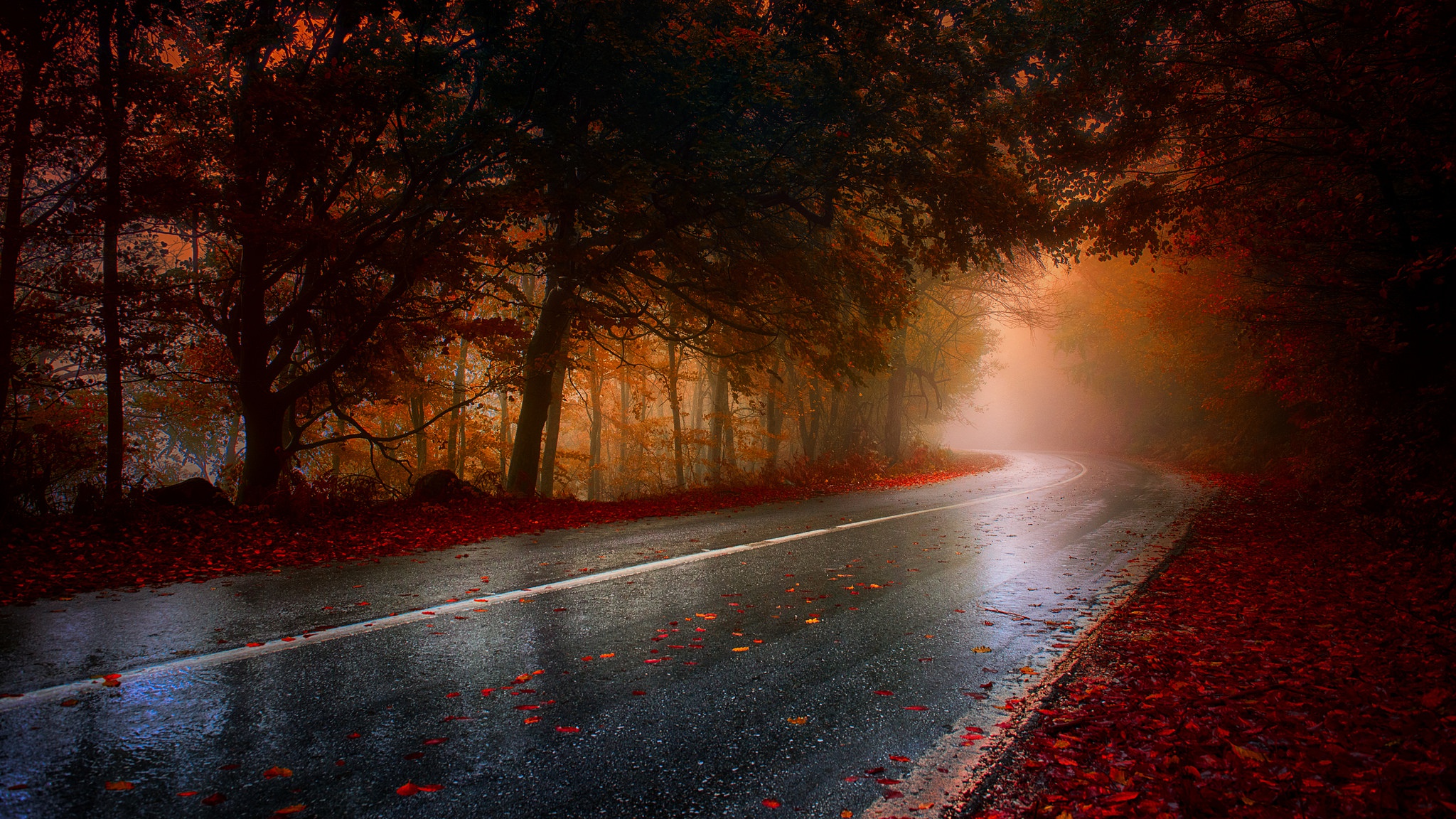 Road through a foggy autumn forest with fallen leaves HD Wallpaper