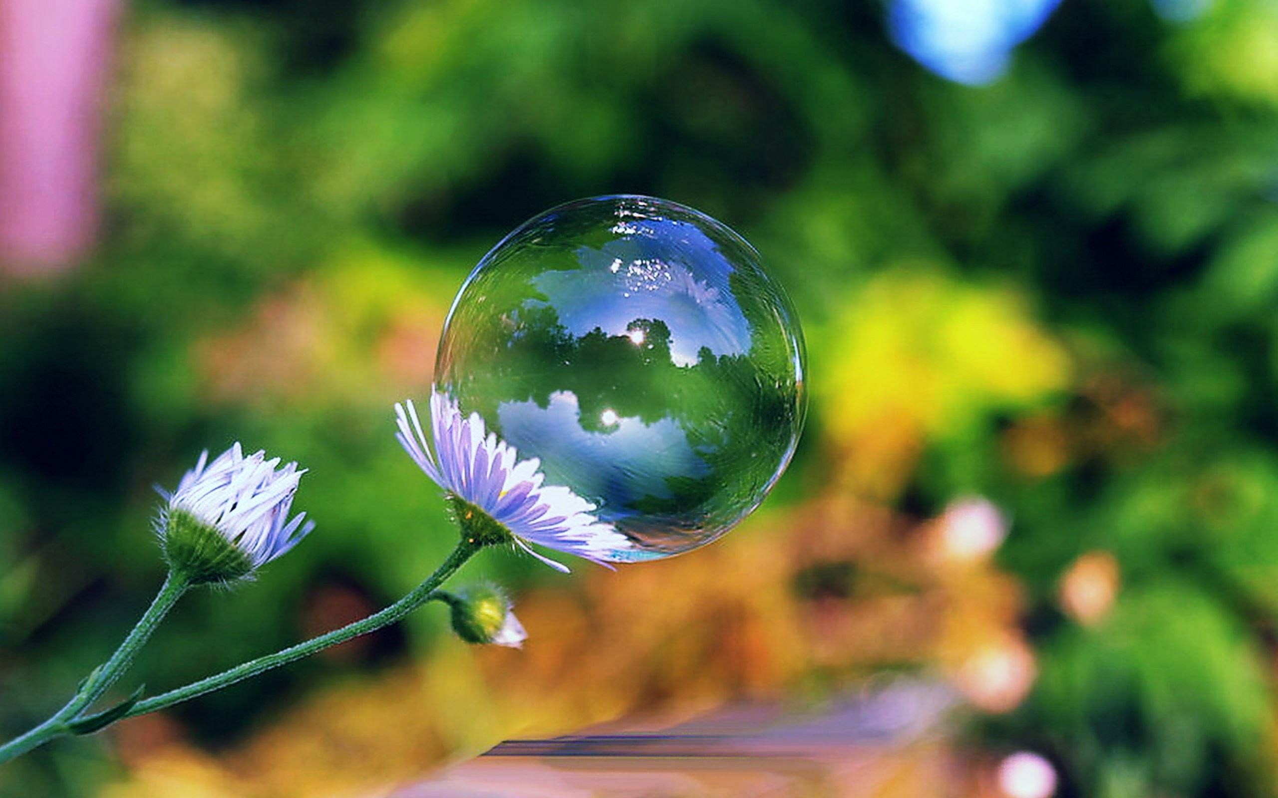 Bubble on a flower with reflection HD Wallpaper