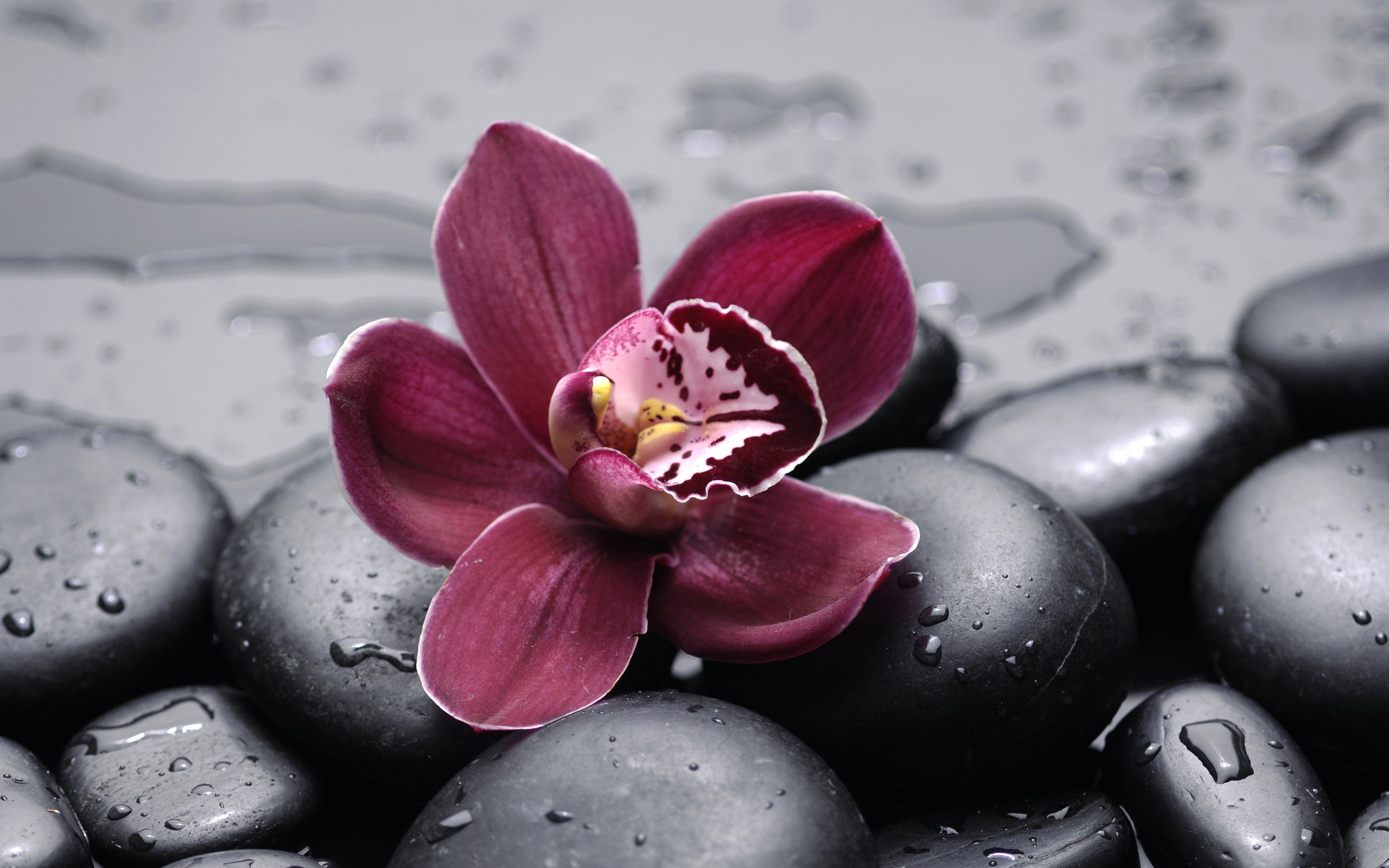 Orchid on wet black stones HD Wallpaper