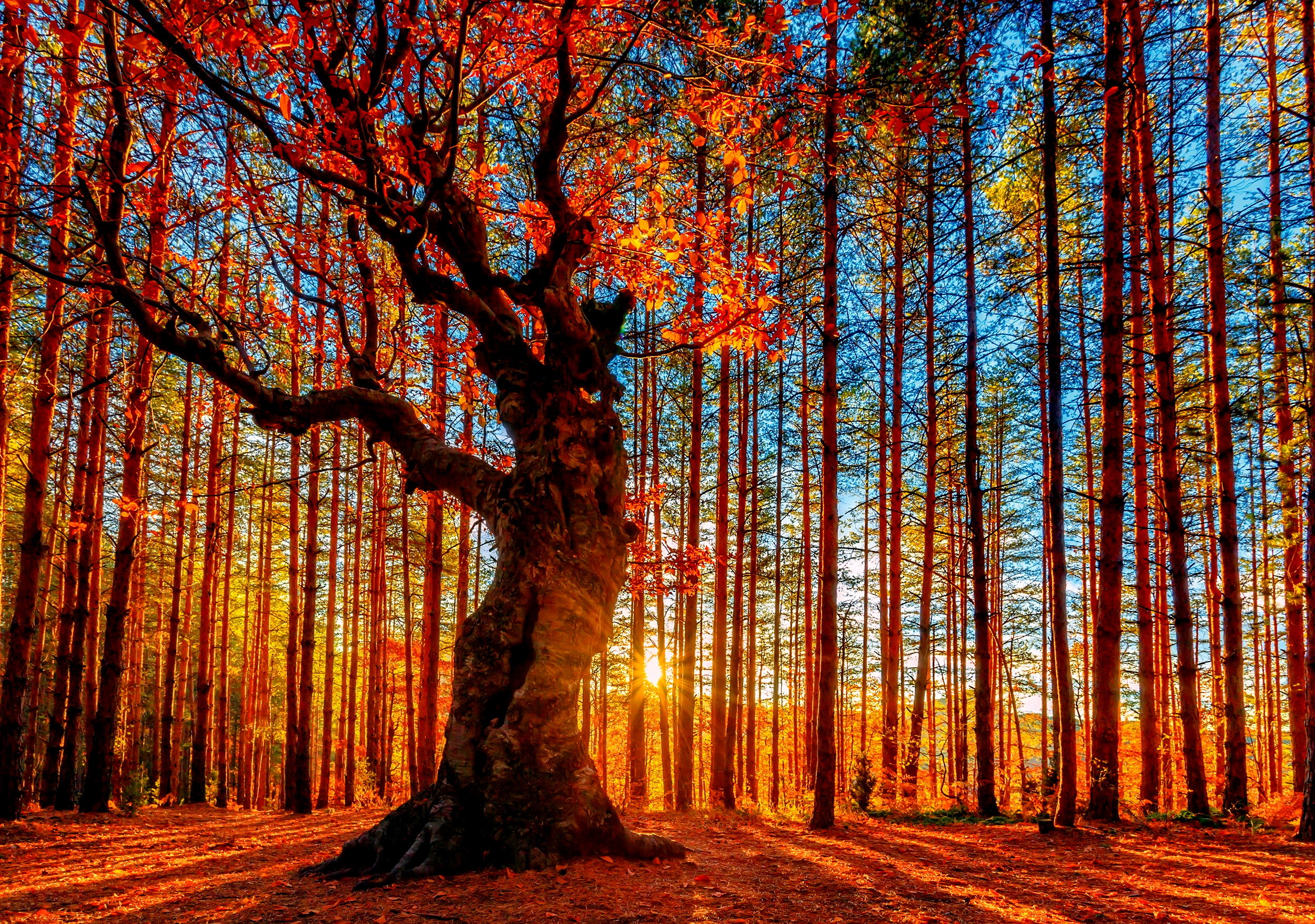 Autumn forest with a large tree and sunbeams HD Wallpaper
