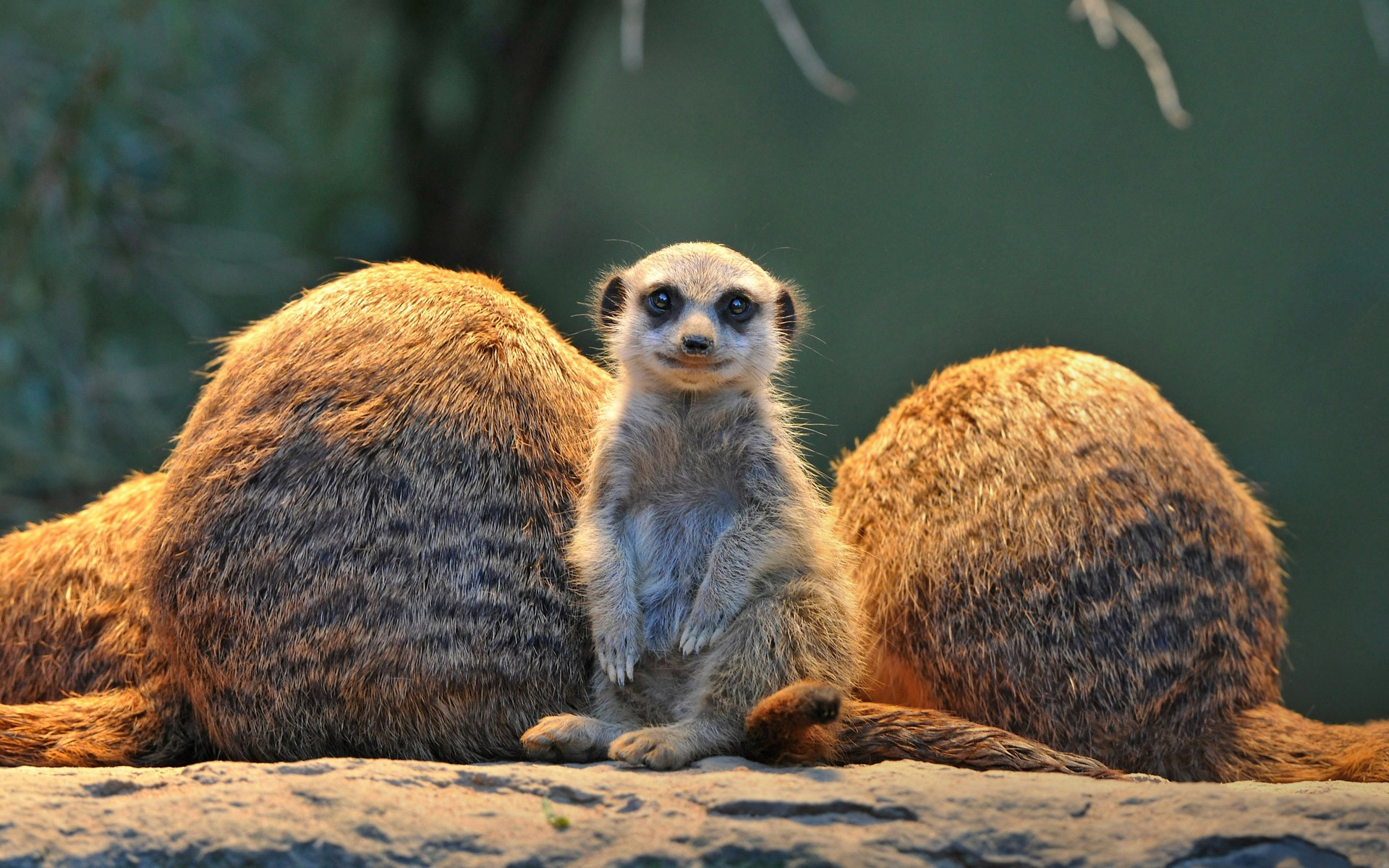 Meerkat family sitting on a rock HD Wallpaper