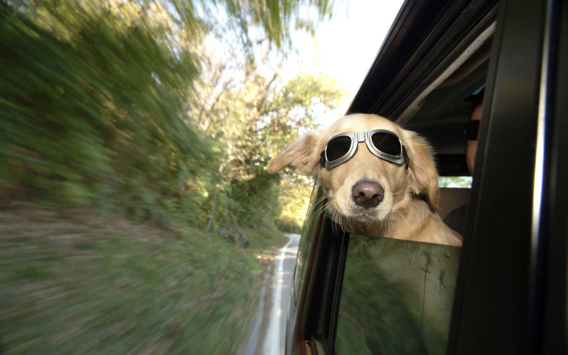Golden Retriever dog wearing sunglasses in a car HD Wallpaper
