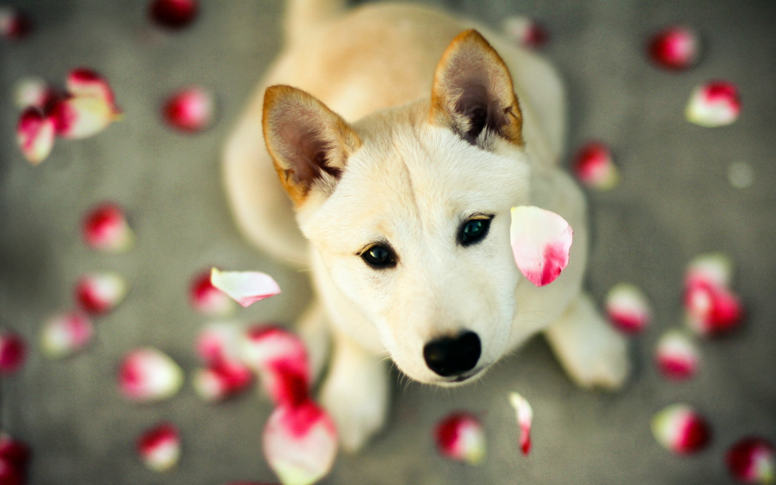 Shiba Inu dog surrounded by rose petals HD Wallpaper