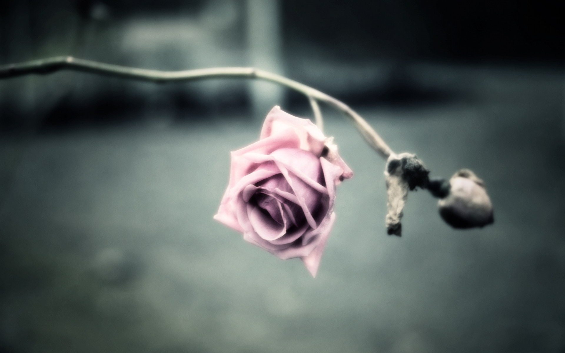 Pink rose on a branch HD Wallpaper