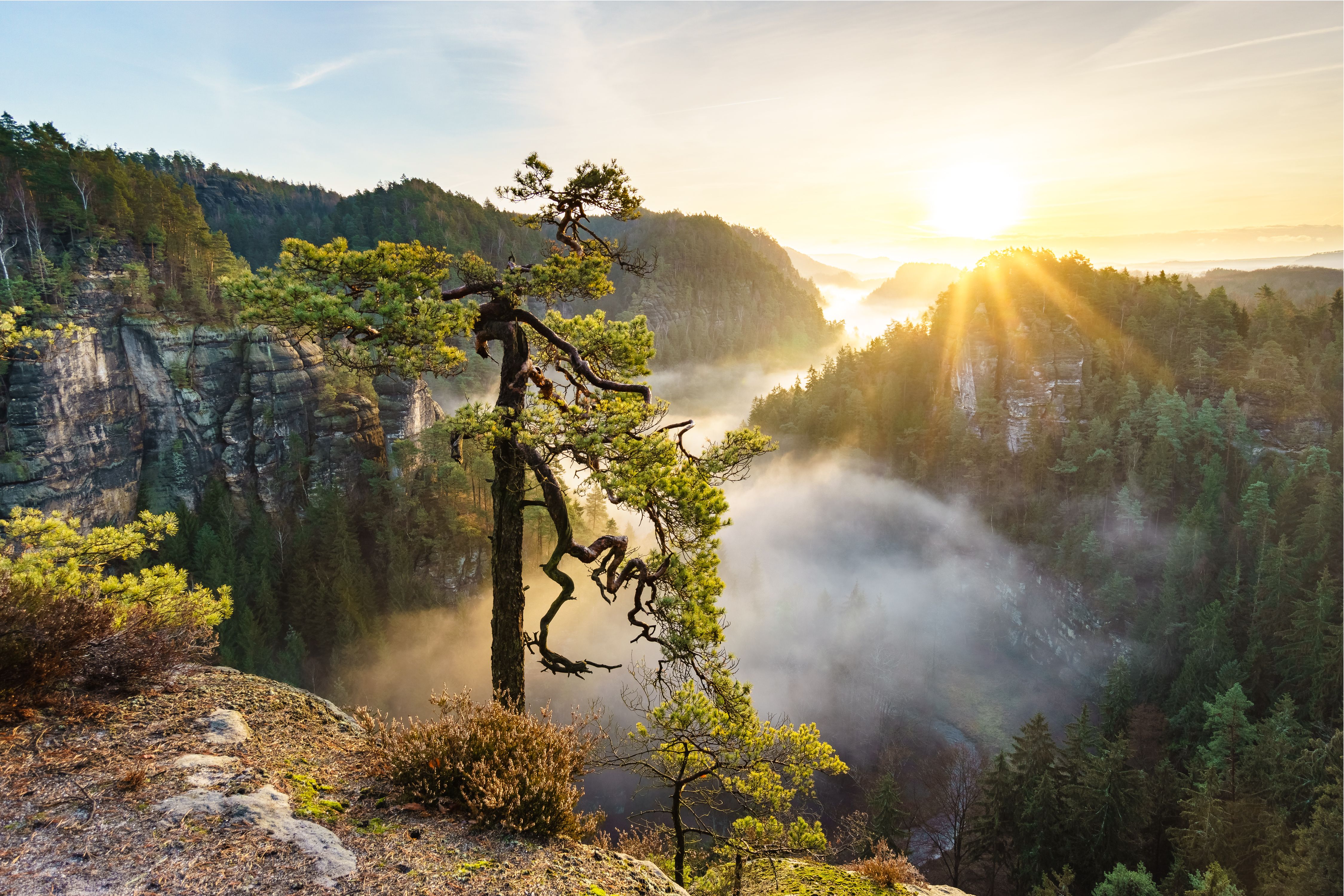 Sunrise over a misty valley with a lone tree HD Wallpaper
