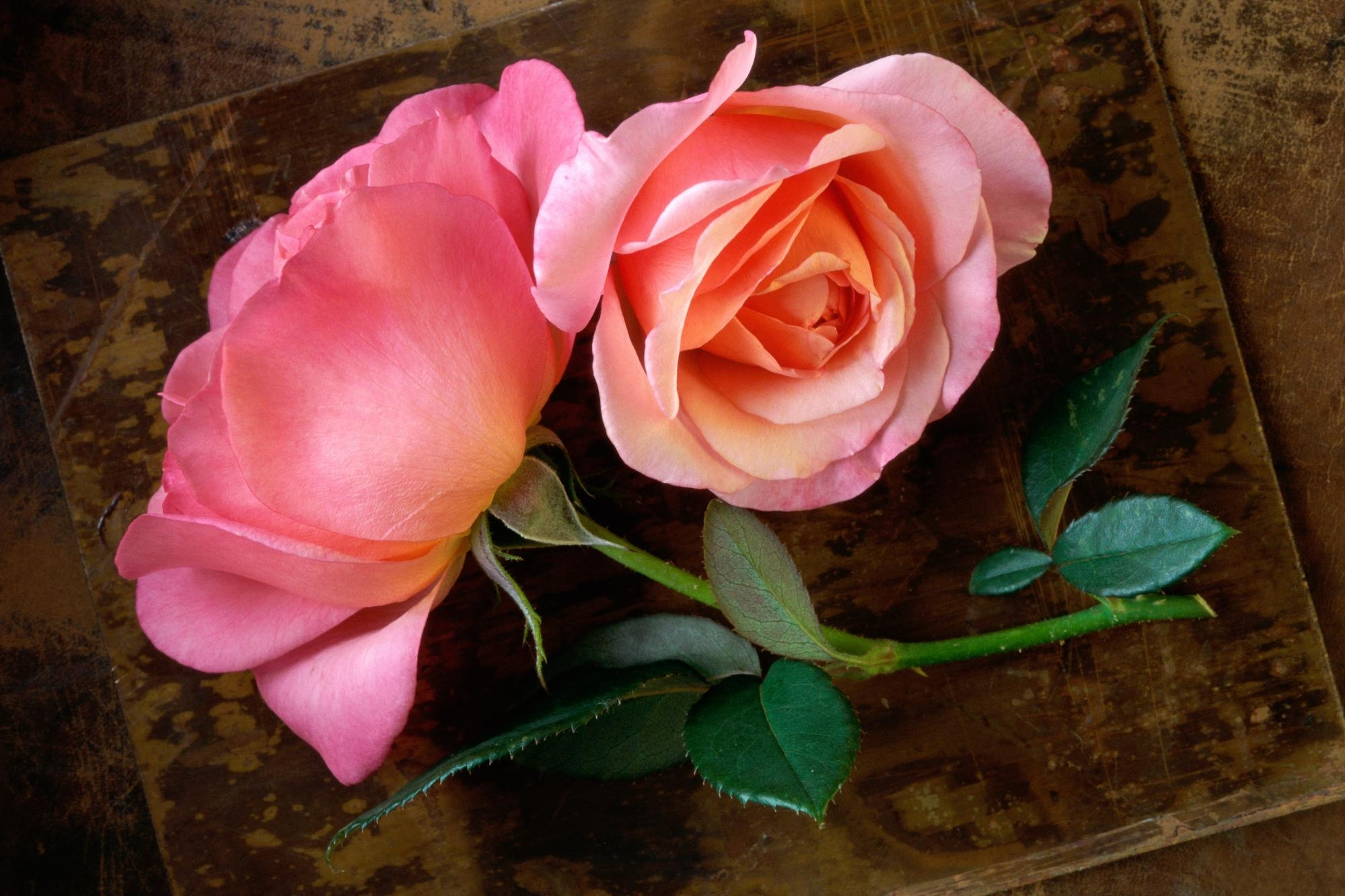 Two pink roses on a textured surface HD Wallpaper