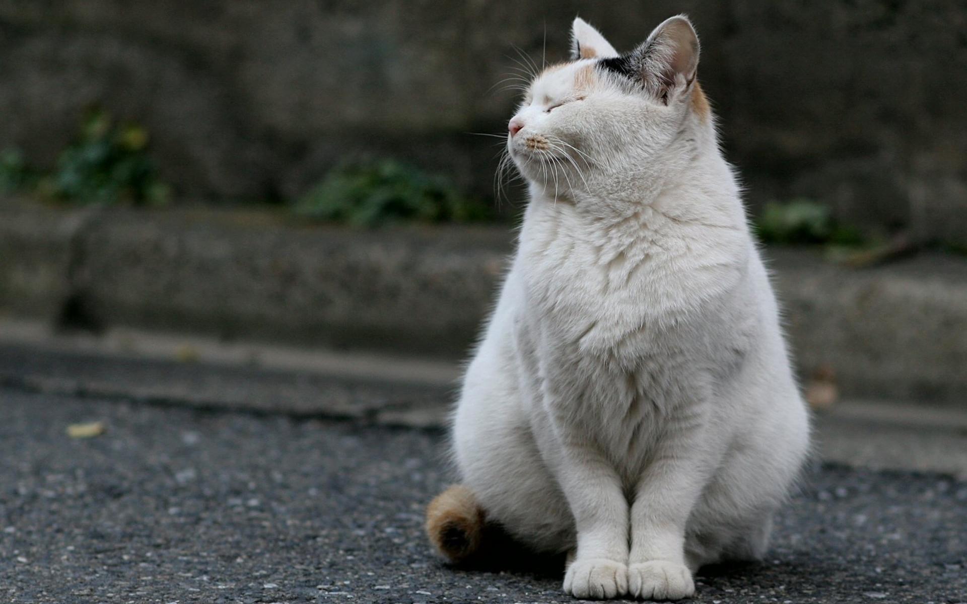 Calico cat sitting on asphalt HD Wallpaper