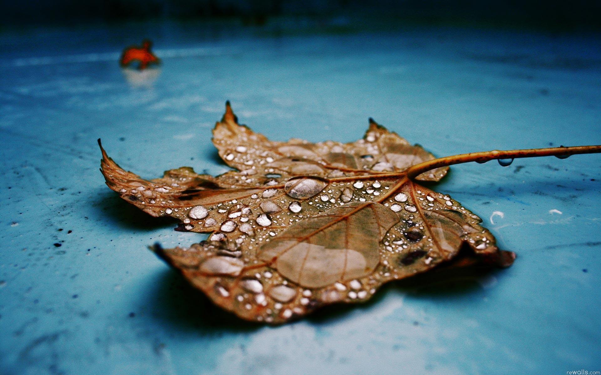 Leaf with water drops on blue surface HD Wallpaper