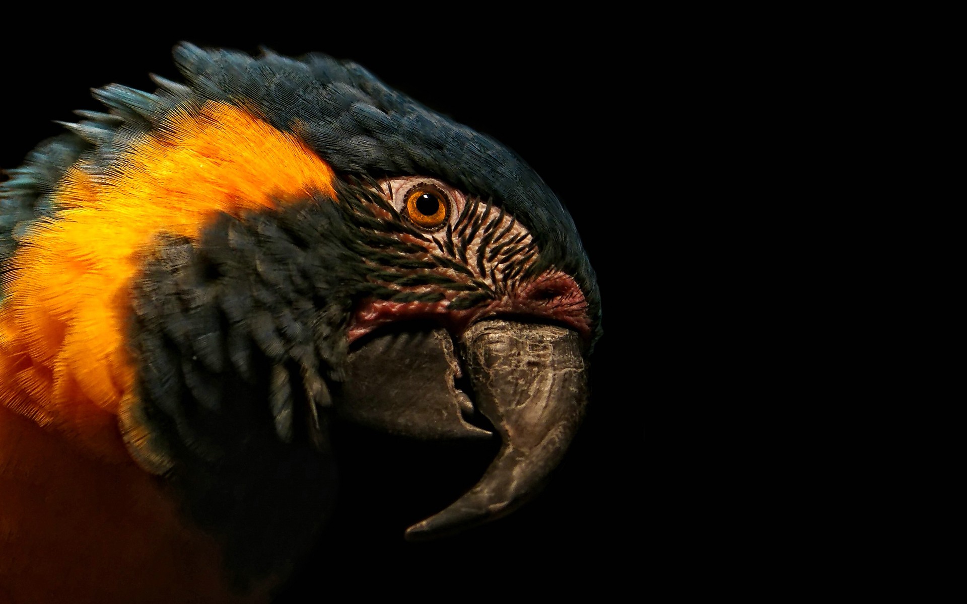 Close-up of a Blue-and-yellow Macaw parrot HD Wallpaper