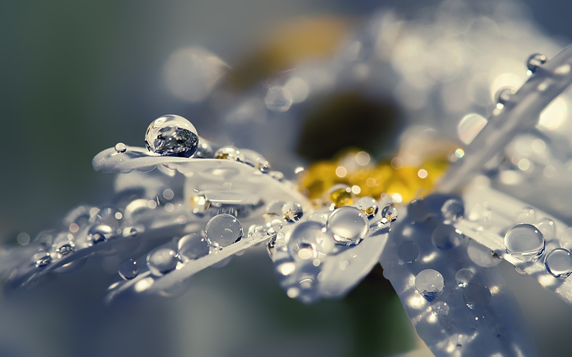 Close-up of a daisy with water droplets HD Wallpaper