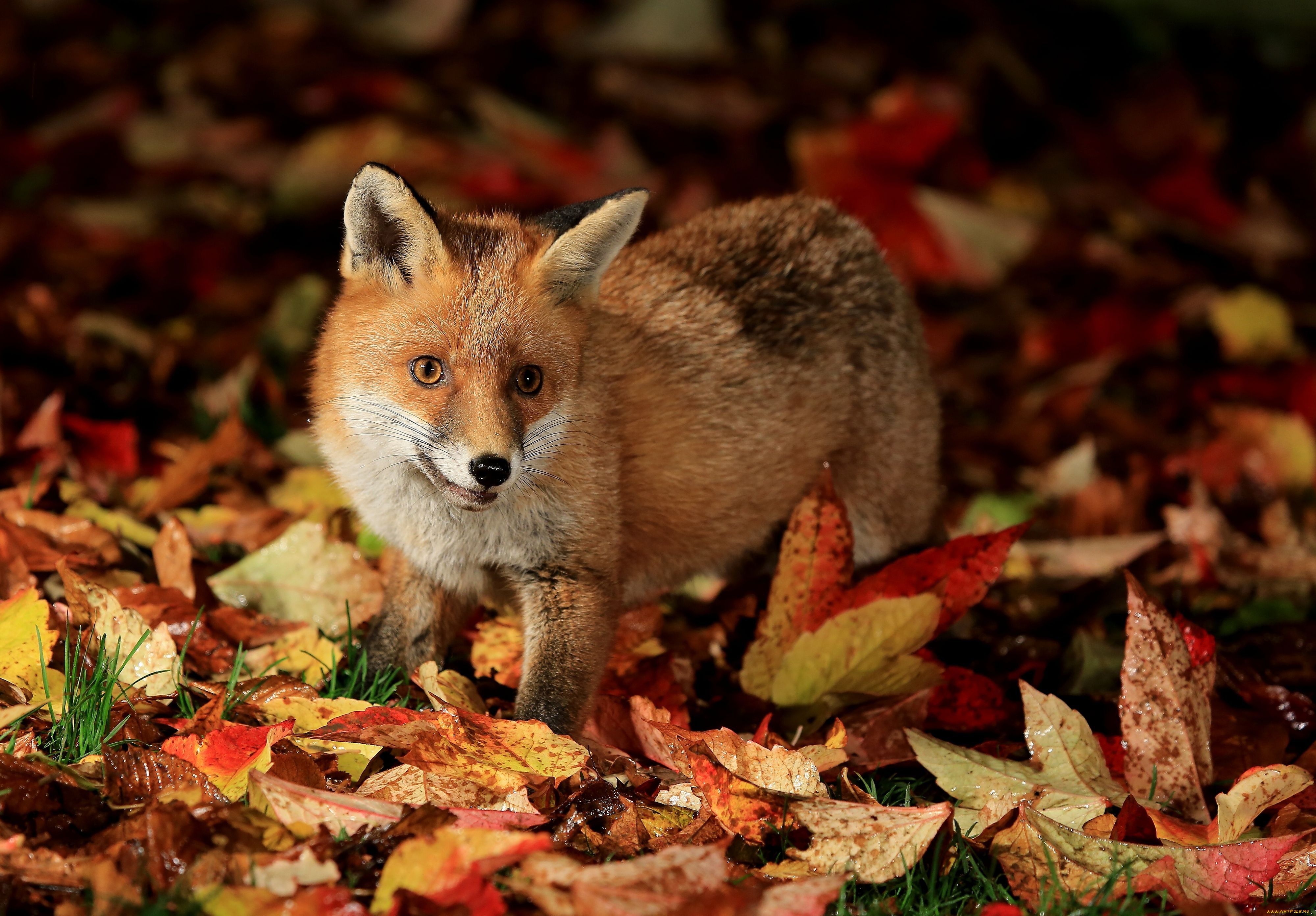 Fox in autumn leaves HD Wallpaper