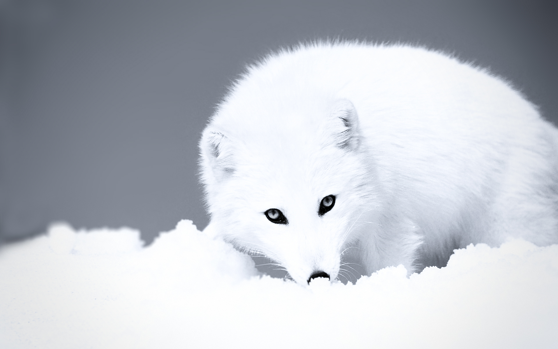 Arctic fox in snow HD Wallpaper