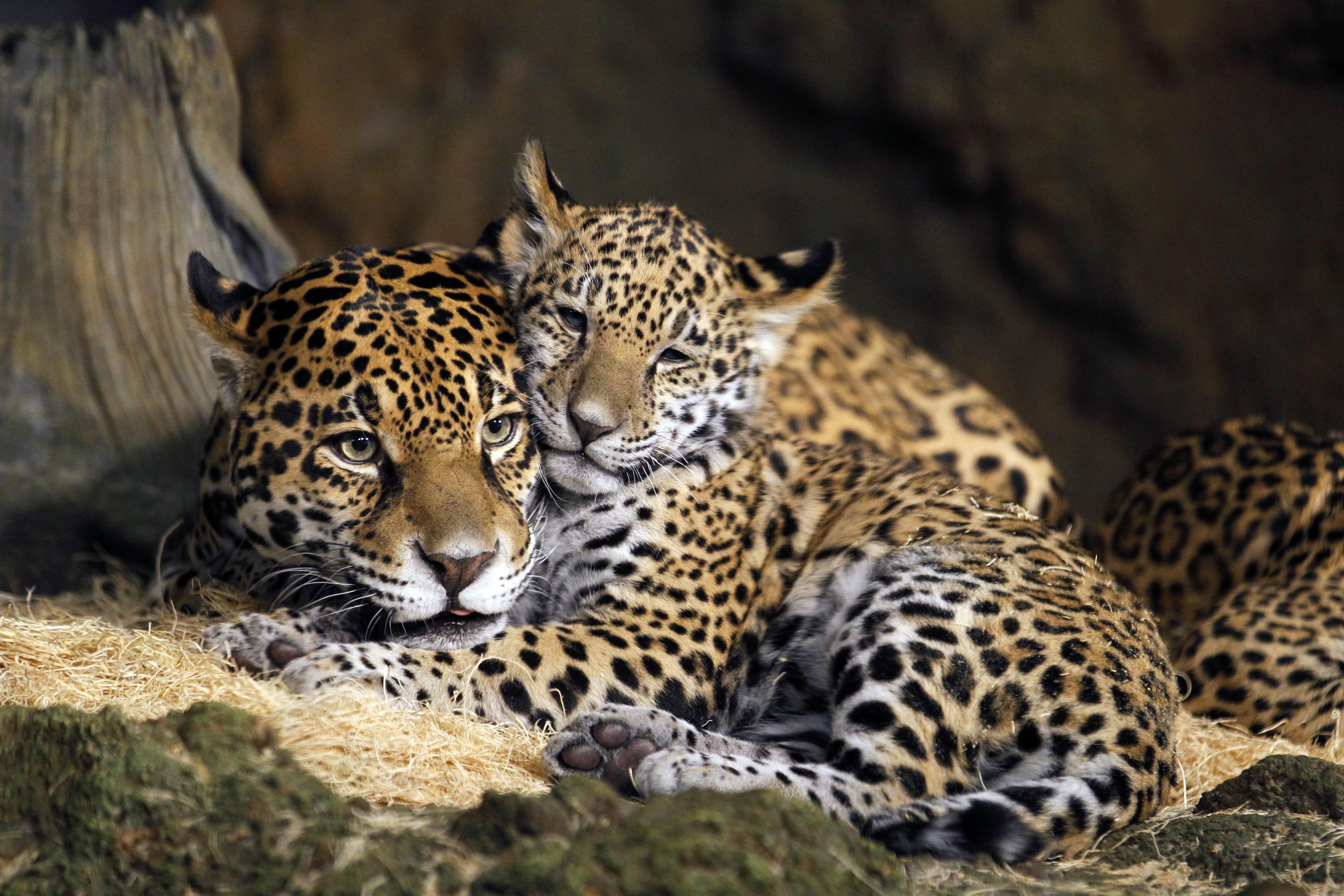 Tender Moment Between Jaguar Mother and Cub HD Wallpaper