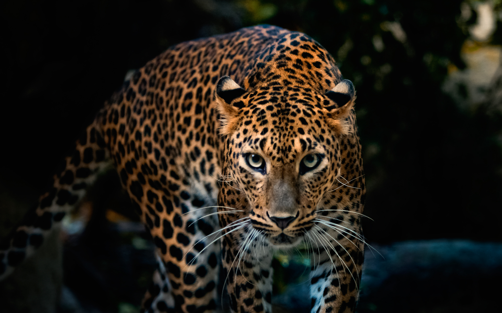 Leopard stalking through dark foliage HD Wallpaper