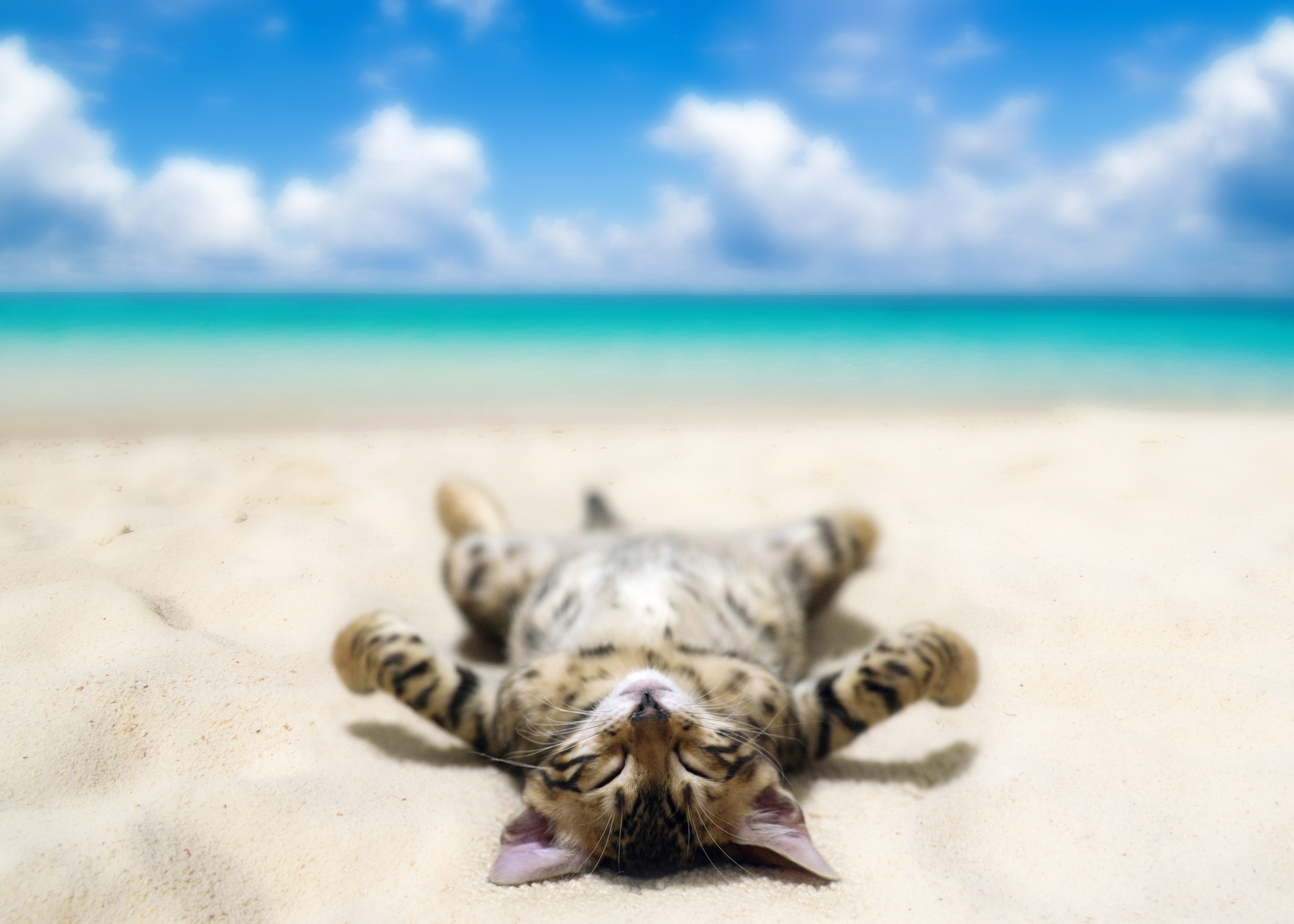 Cat lying on a sandy beach with ocean and sky in background HD Wallpaper