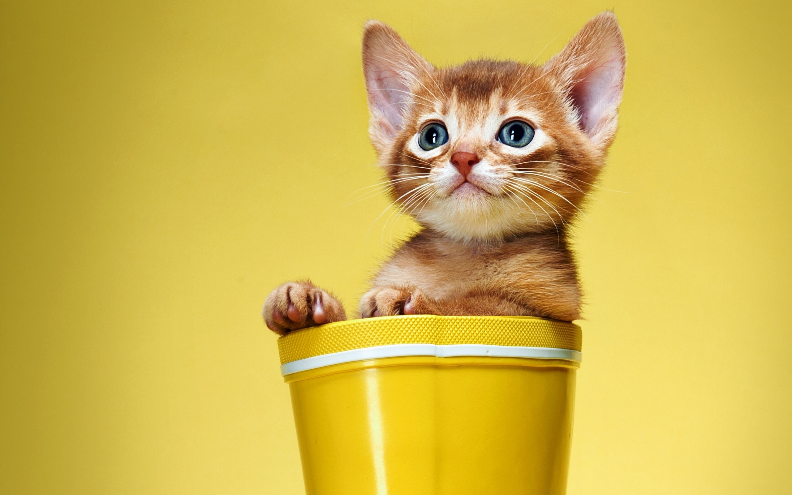 Orange kitten in a yellow boot HD Wallpaper