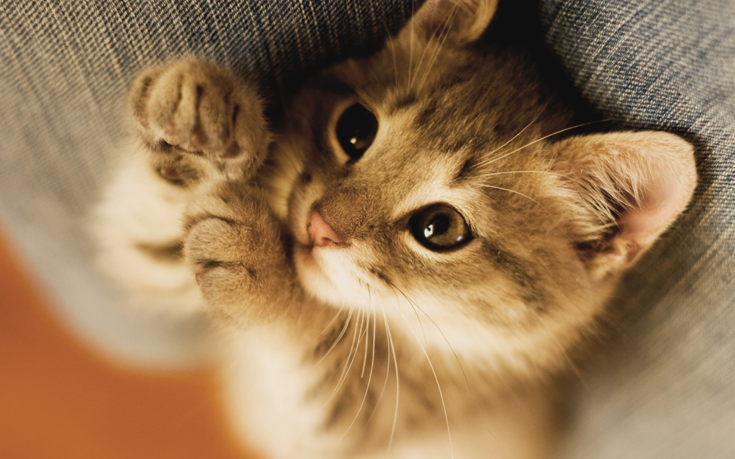 Close-up of a tabby kitten HD Wallpaper