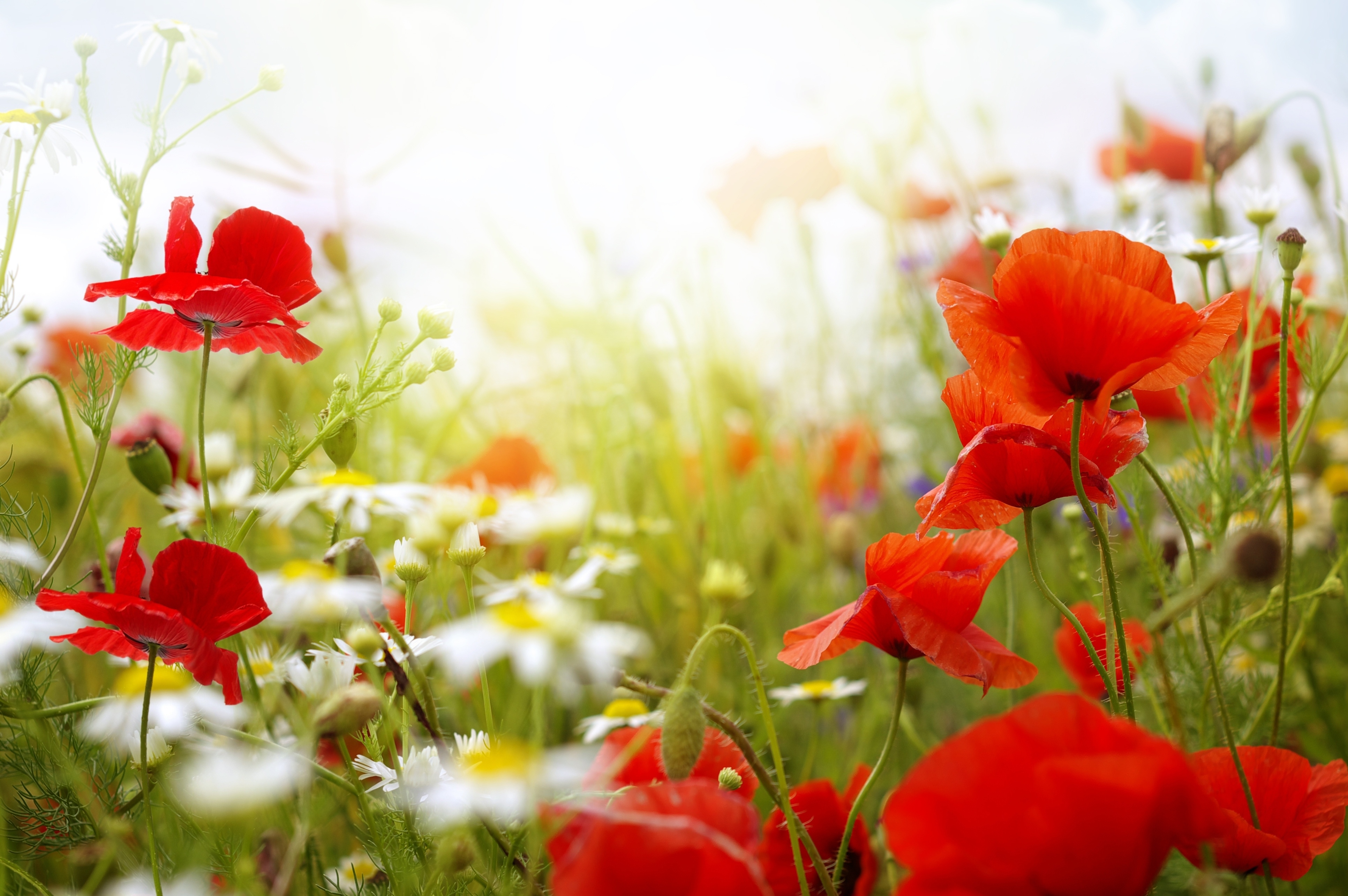 Field of red poppies and white daisies HD Wallpaper