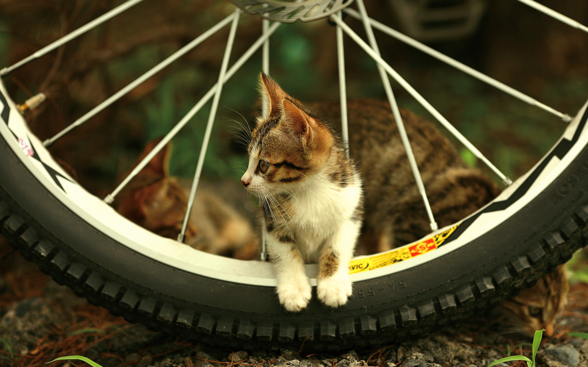 Kitten on a bicycle wheel HD Wallpaper