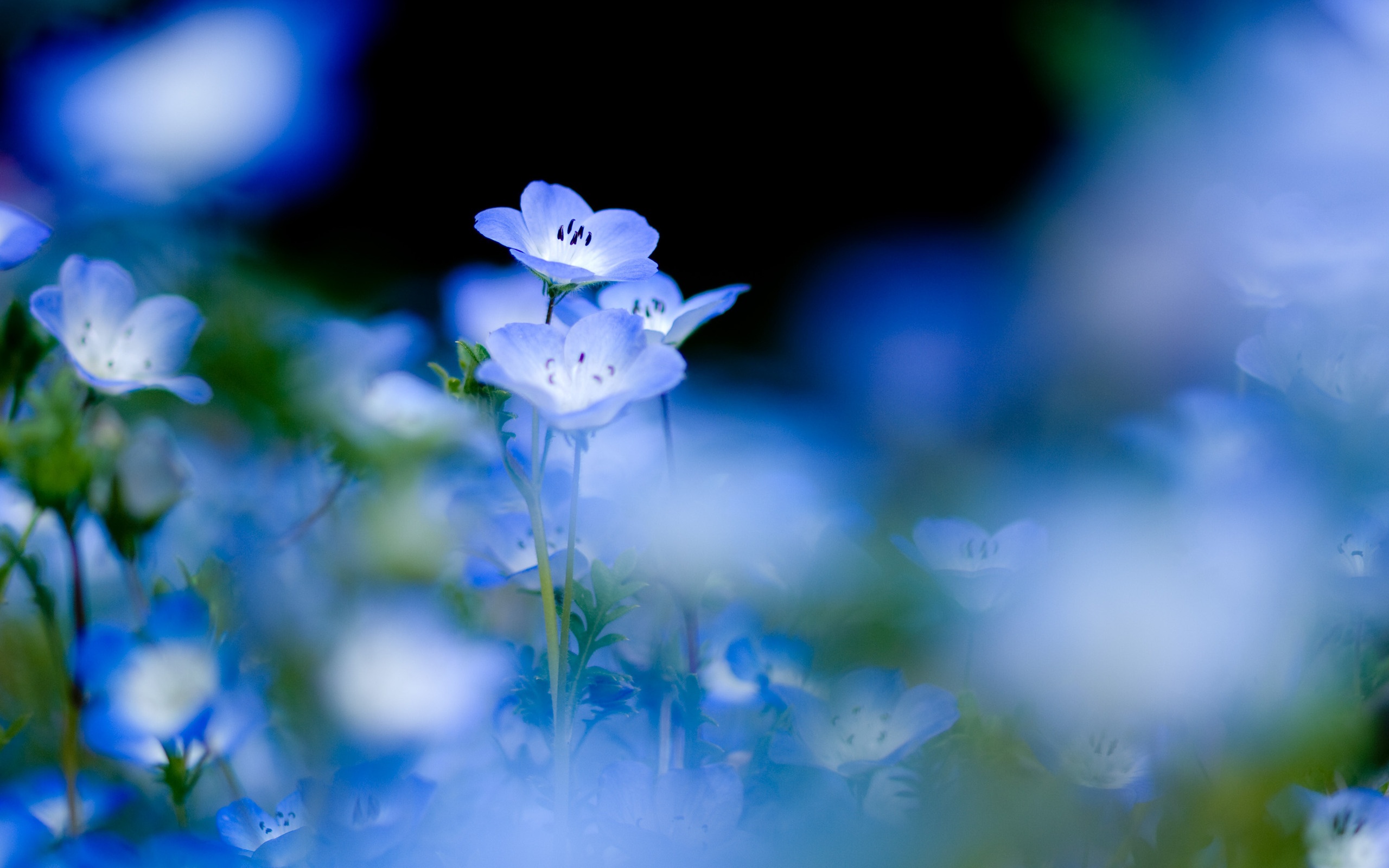 Blue Nemophila flowers in soft focus HD Wallpaper