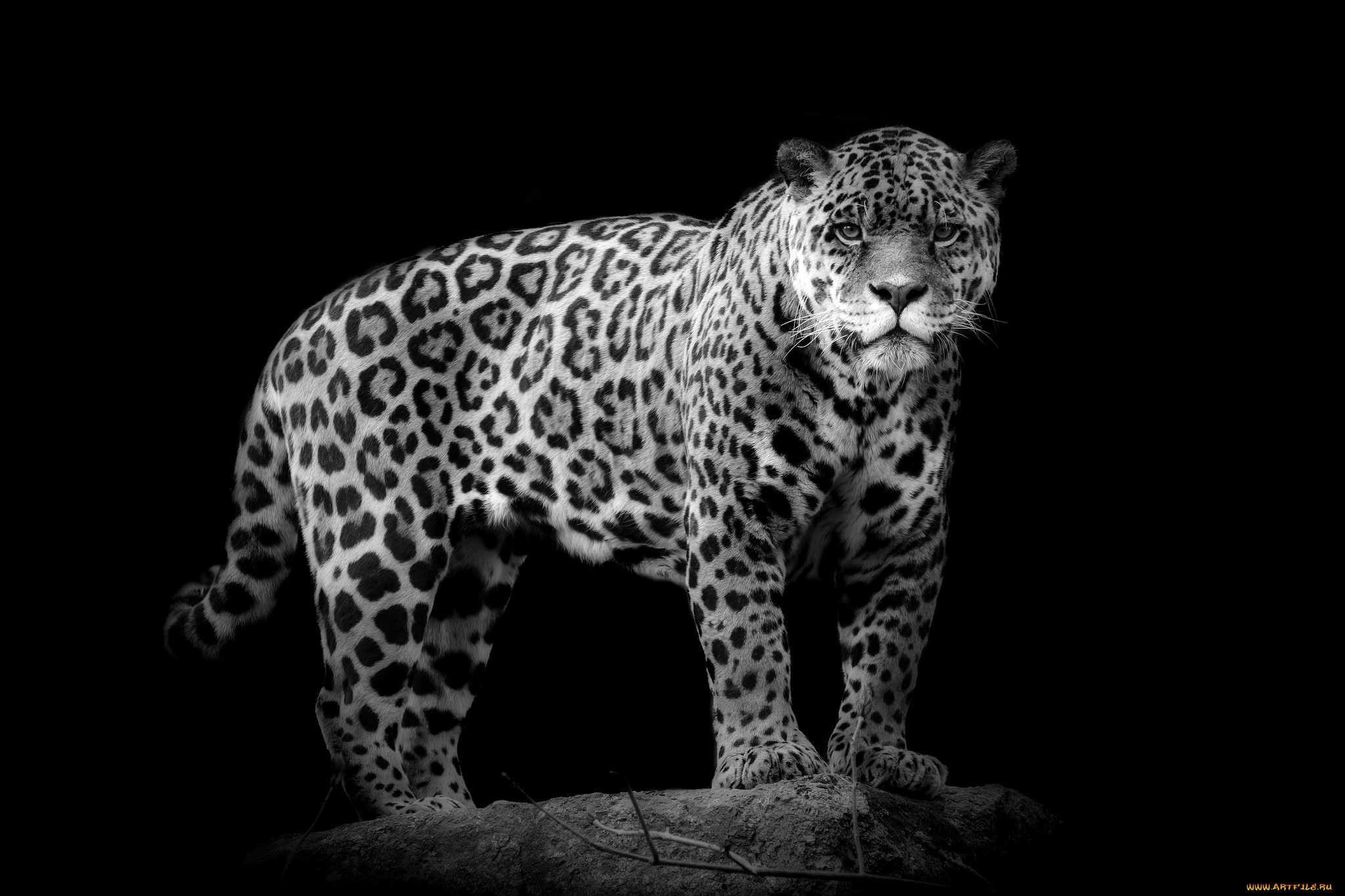 Jaguar standing on a rock HD Wallpaper