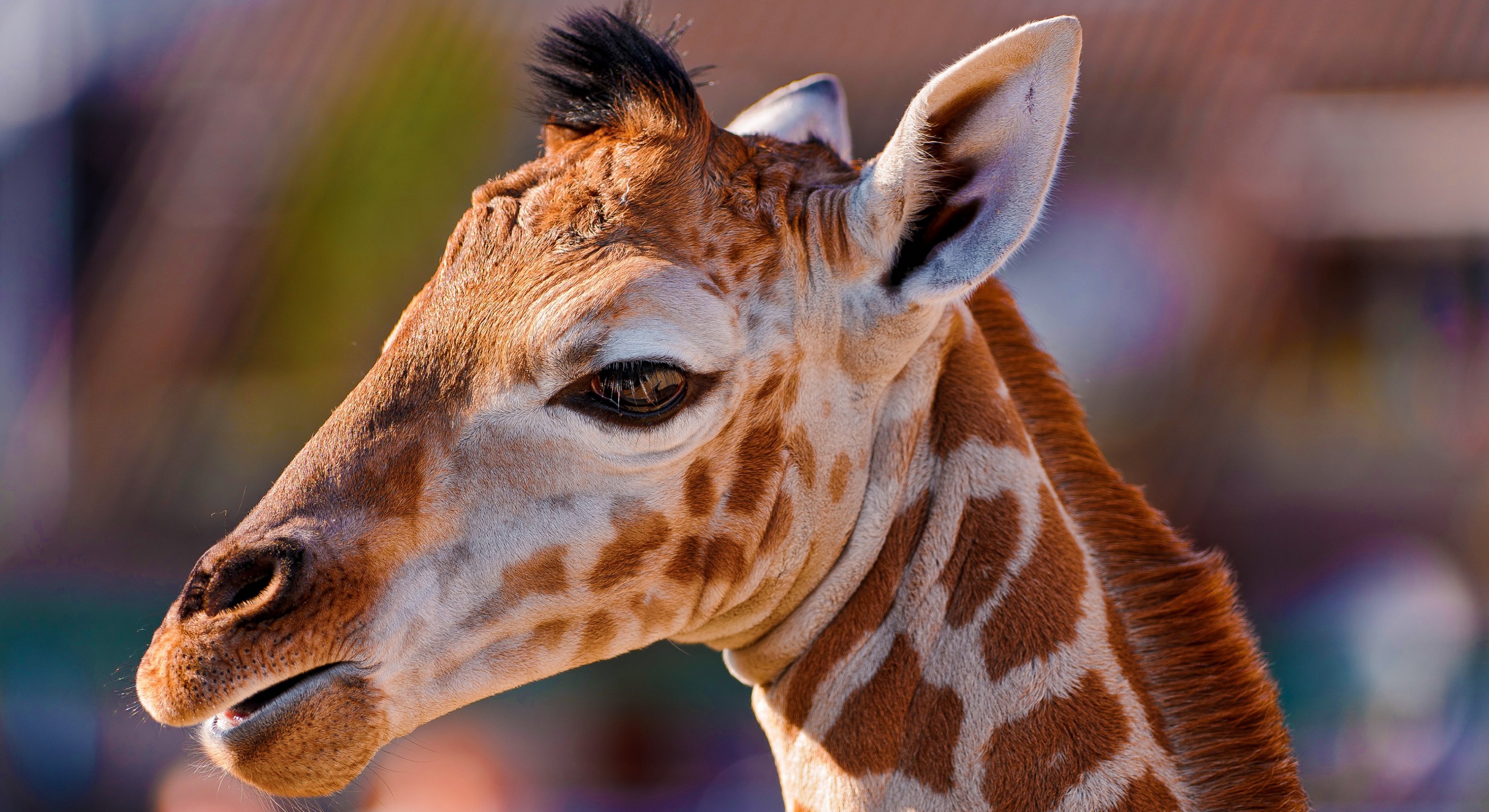 Close-up of a Giraffe's Head HD Wallpaper
