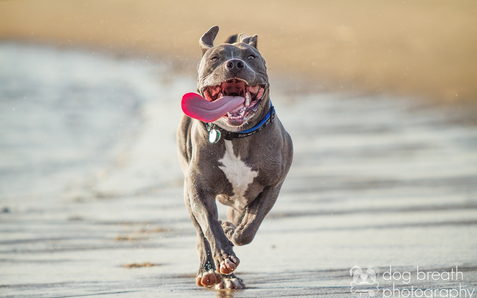 Pit Bull running on a beach HD Wallpaper