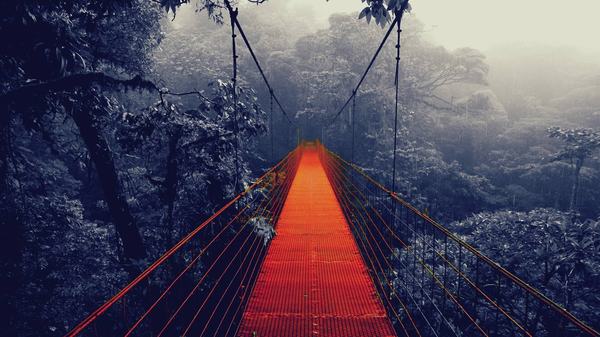 Suspension bridge over a misty forest HD Wallpaper