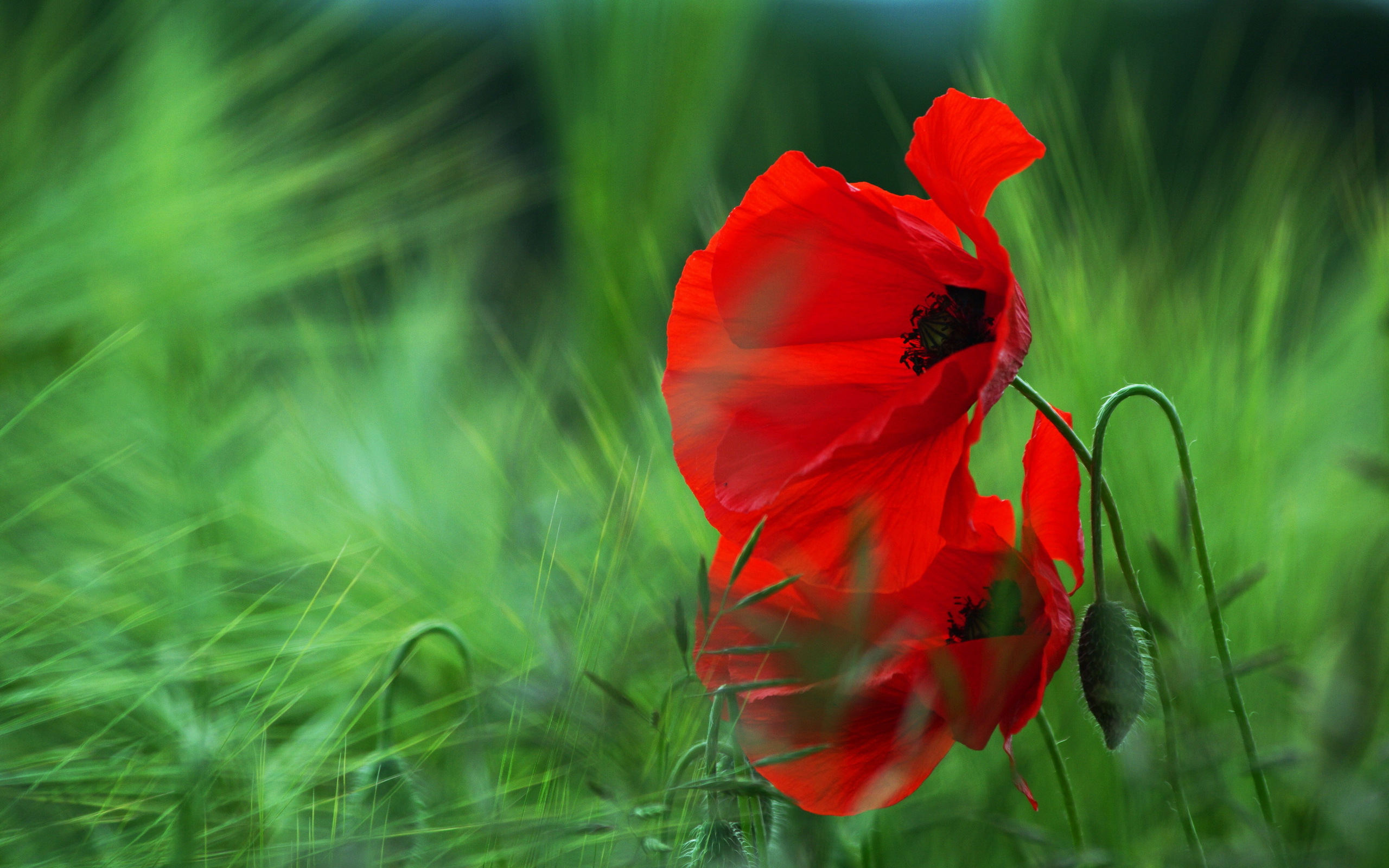 Red poppies in a green field HD Wallpaper