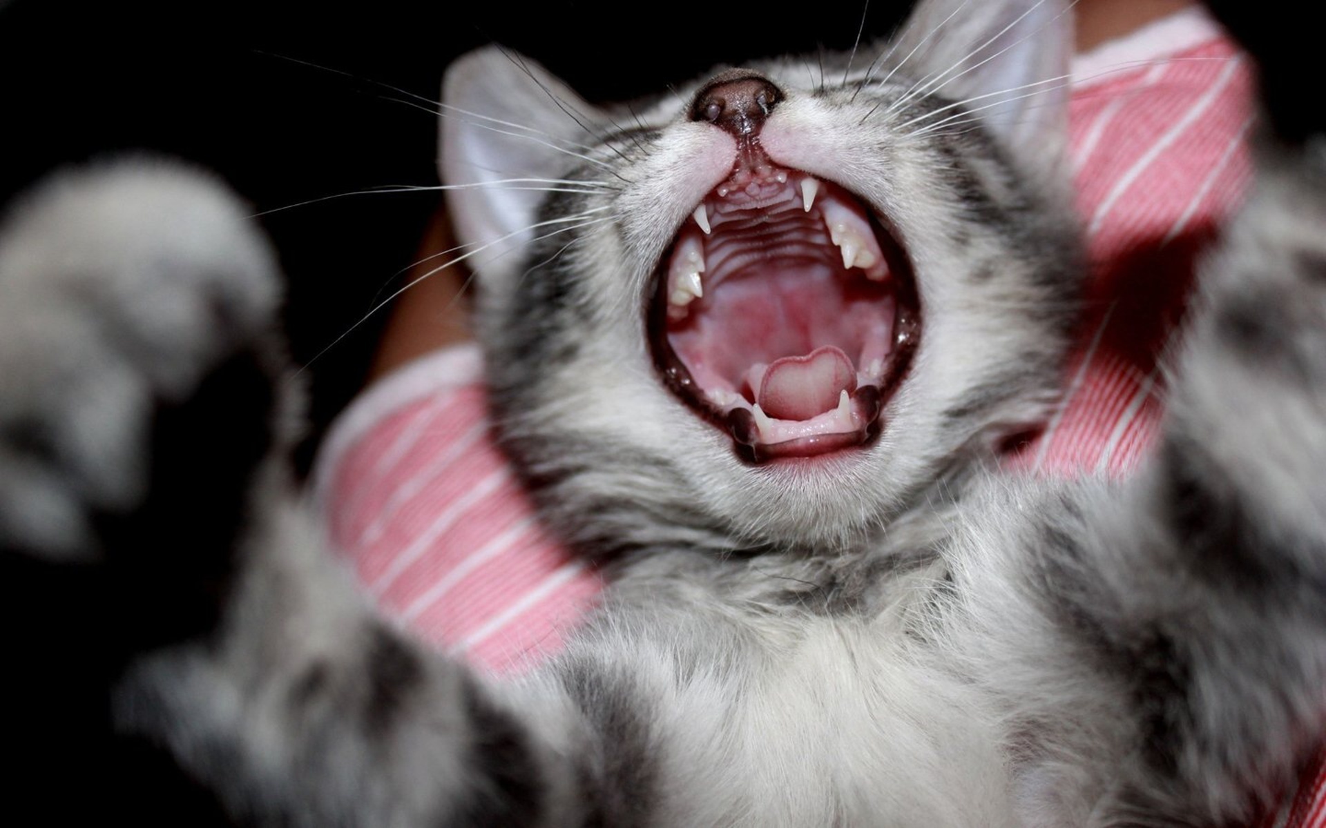 Close-up of a yawning gray tabby kitten HD Wallpaper