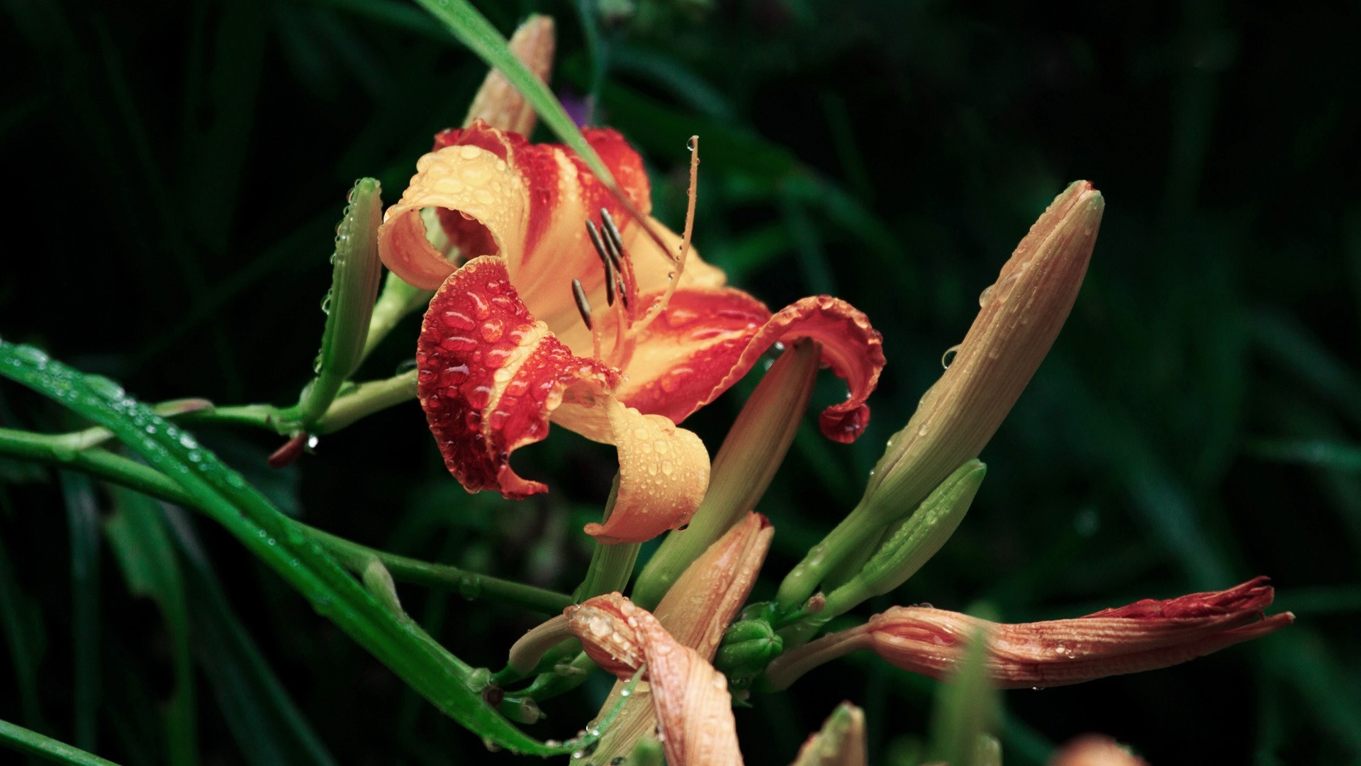 Orange and red daylily with water droplets HD Wallpaper