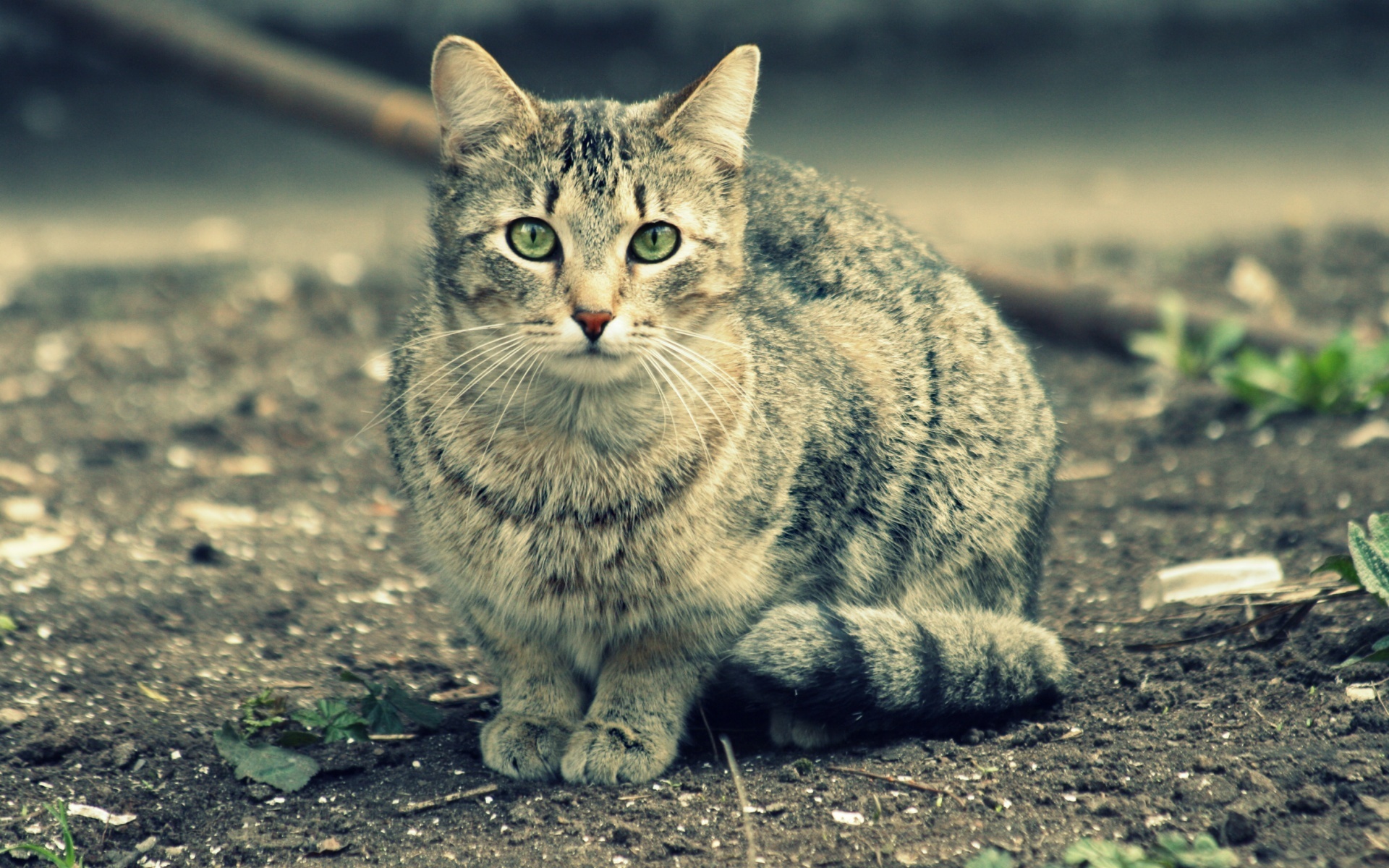 Tabby cat with green eyes sitting on the ground HD Wallpaper