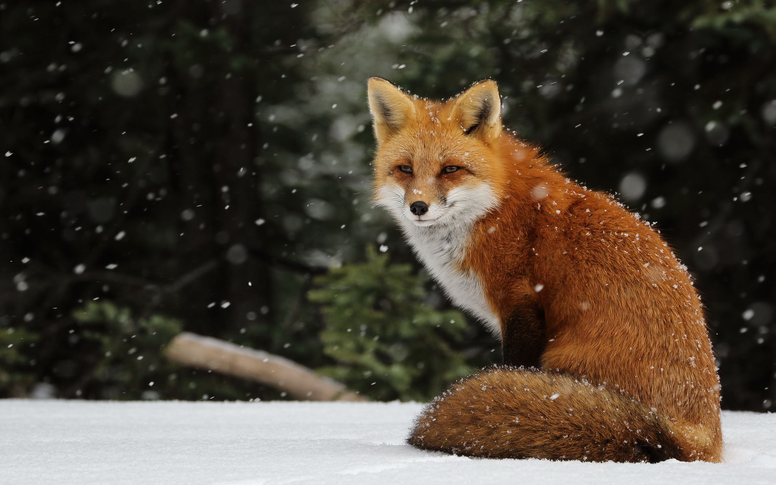 Red fox sitting in the snow during snowfall HD Wallpaper