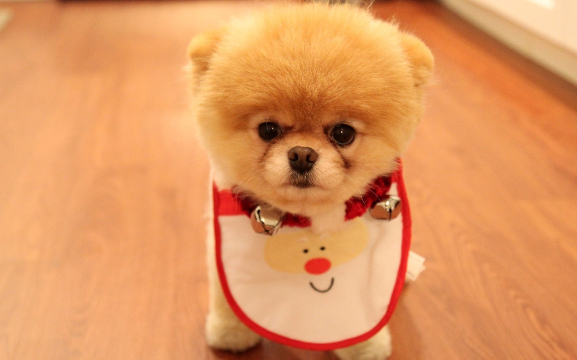 Pomeranian dog wearing a Christmas bib HD Wallpaper