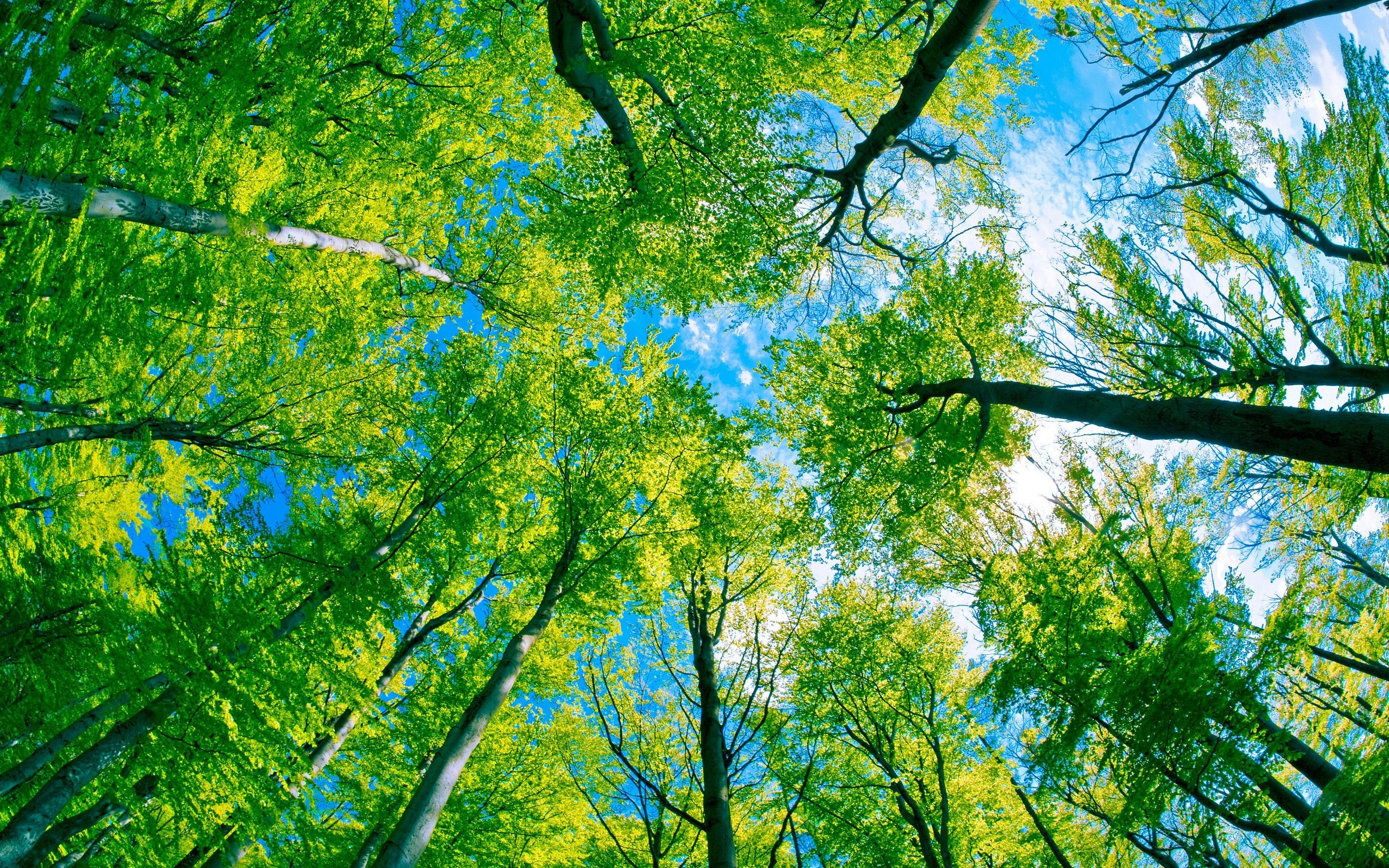 Looking up through green trees to the sky HD Wallpaper