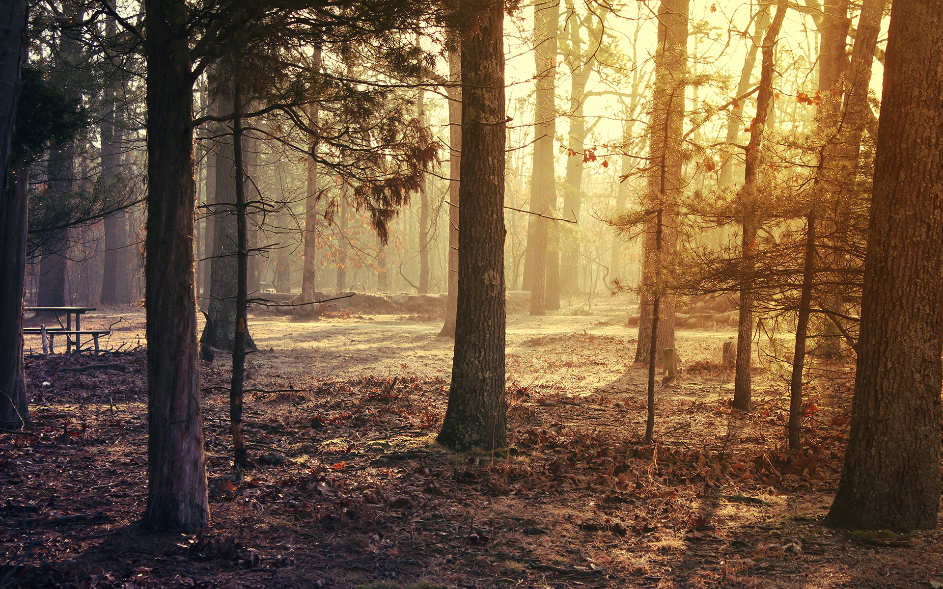 Forest clearing with picnic table at sunrise HD Wallpaper