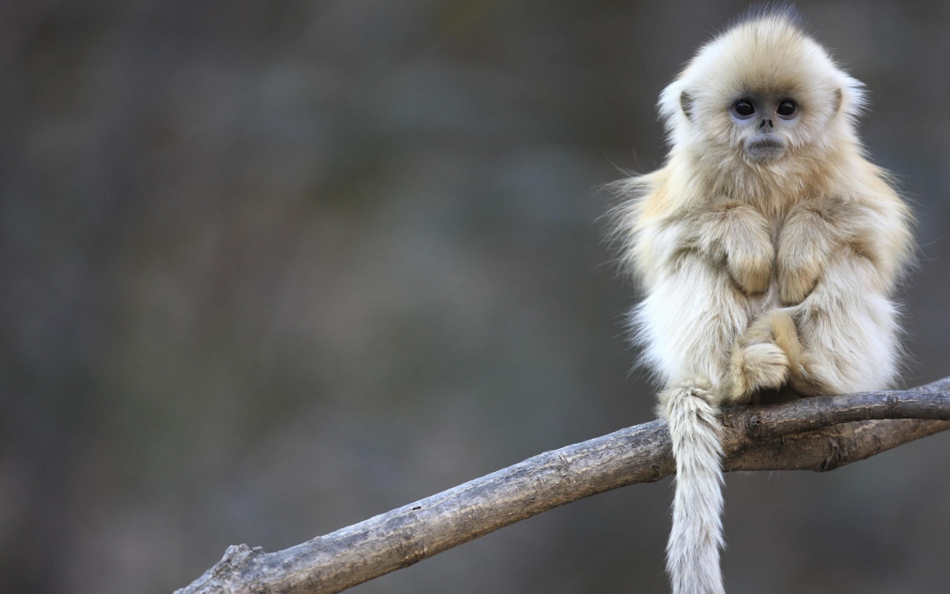 Golden Snub-nosed Monkey sitting on a branch HD Wallpaper