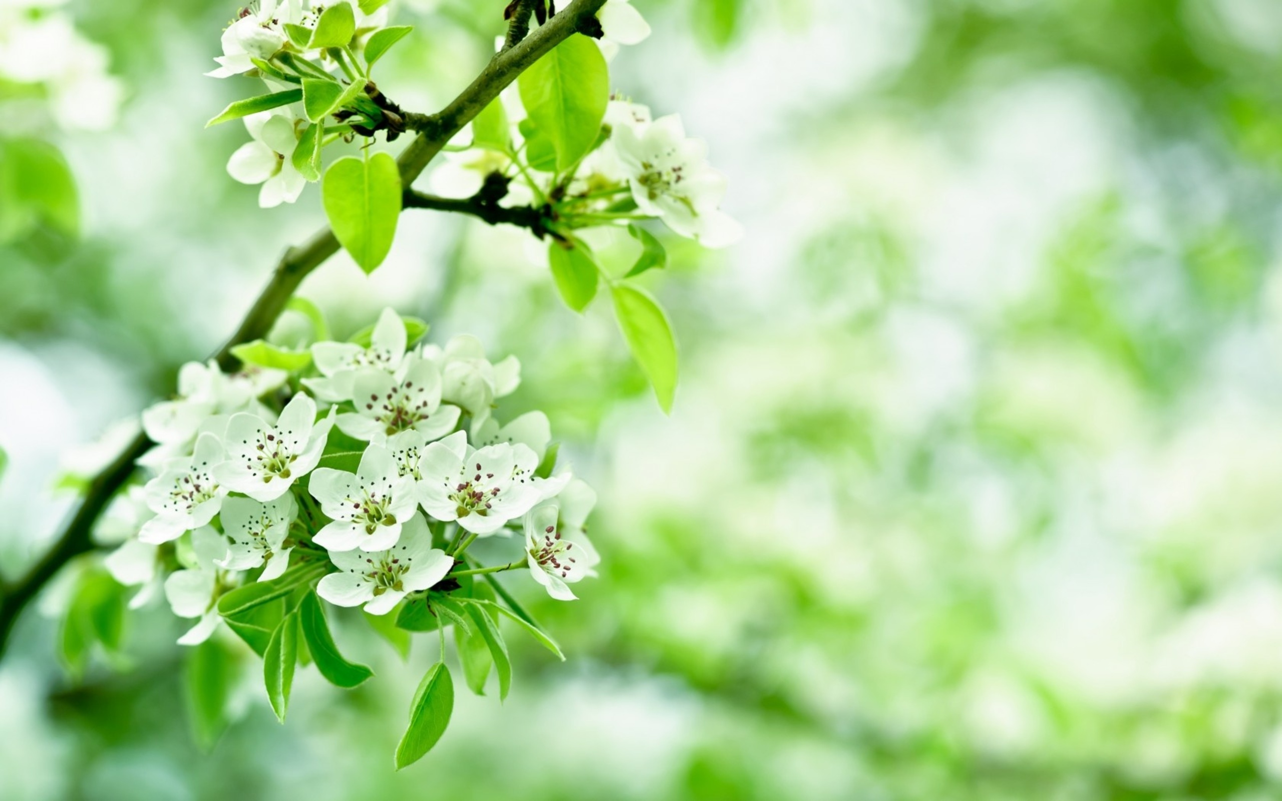 White blossoms on a branch with green leaves HD Wallpaper