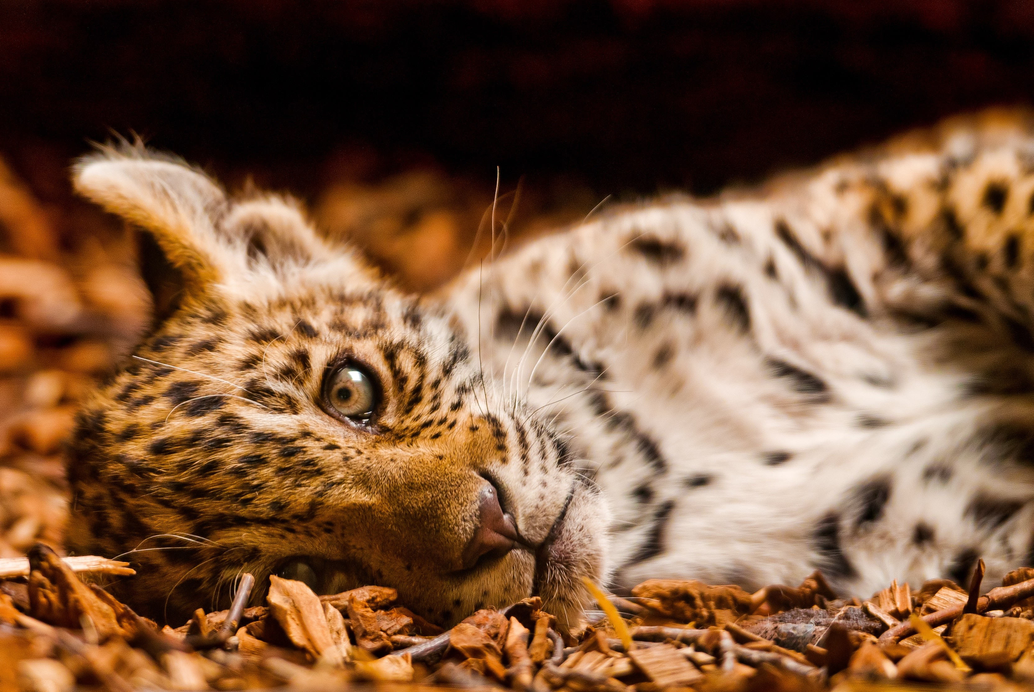 Baby Leopard Lying Down on Wood Chips HD Wallpaper