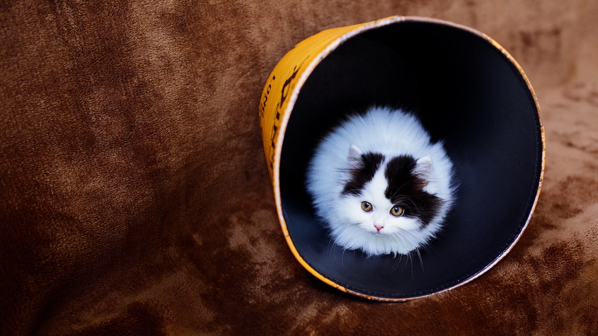 Fluffy black and white kitten in a tube HD Wallpaper