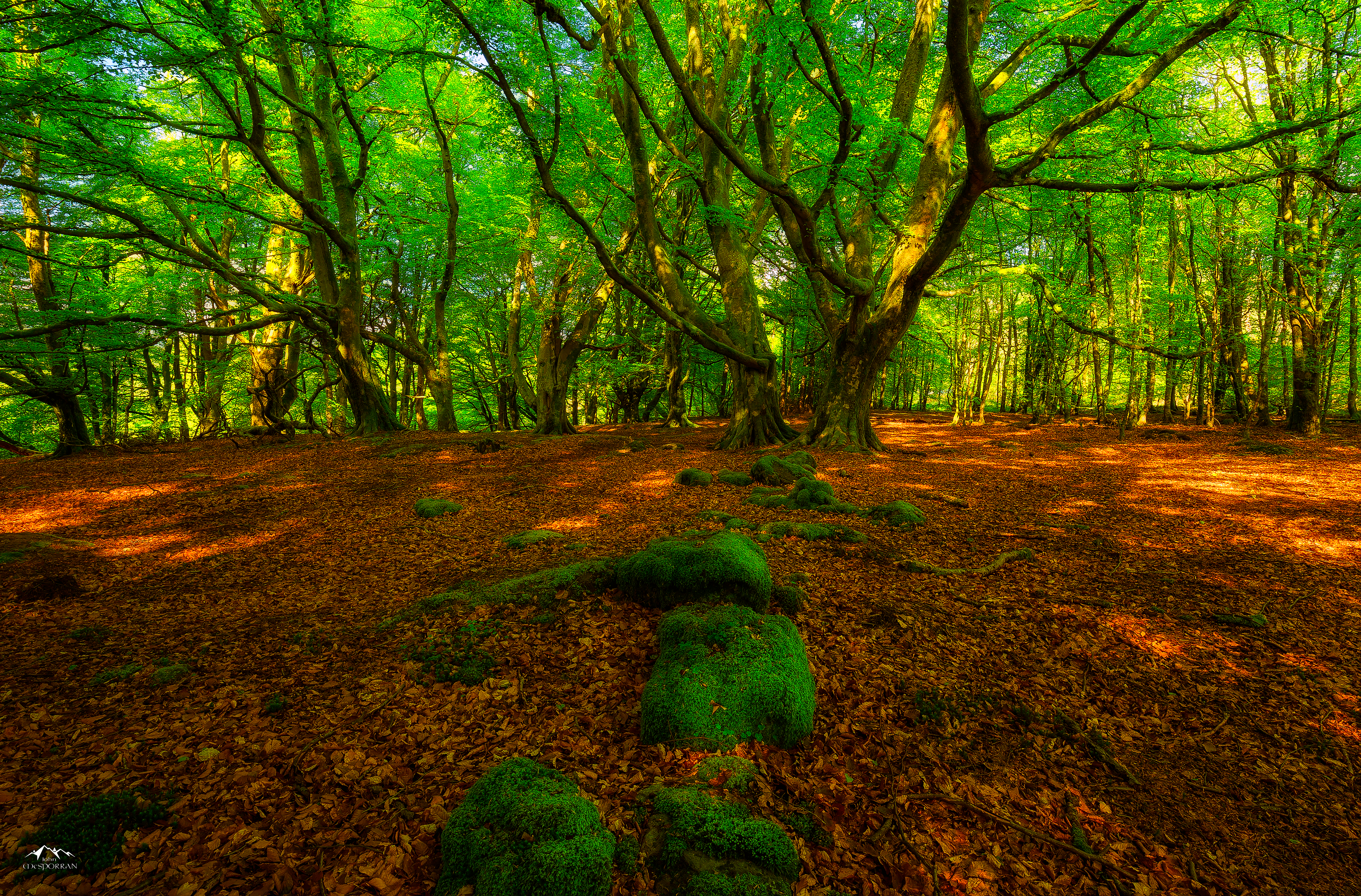 Forest floor with mossy rocks and trees HD Wallpaper