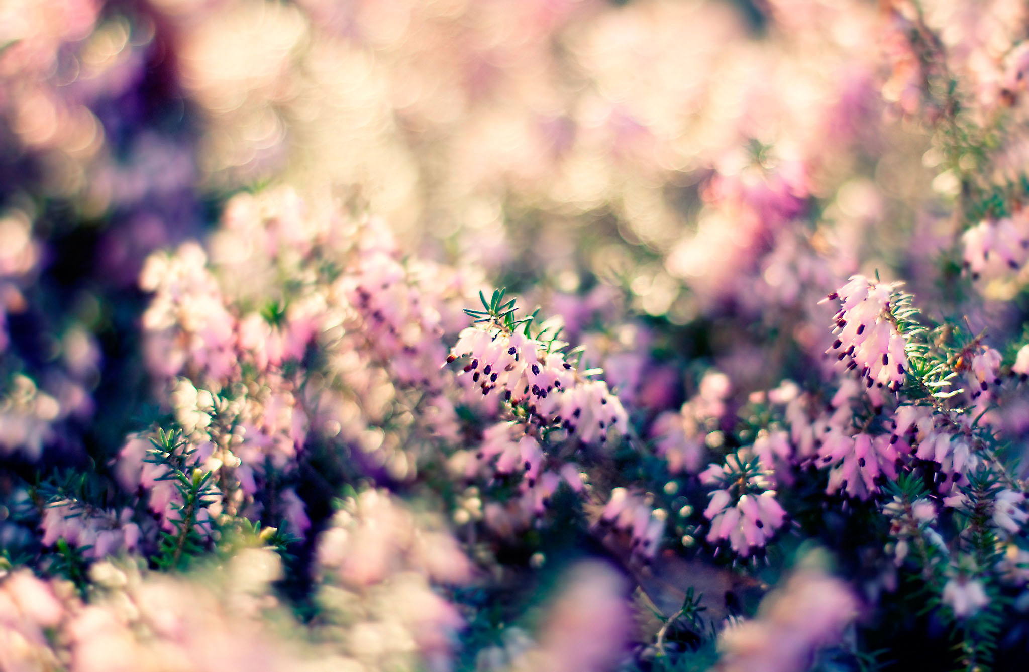 Pink heather flowers with bokeh background HD Wallpaper