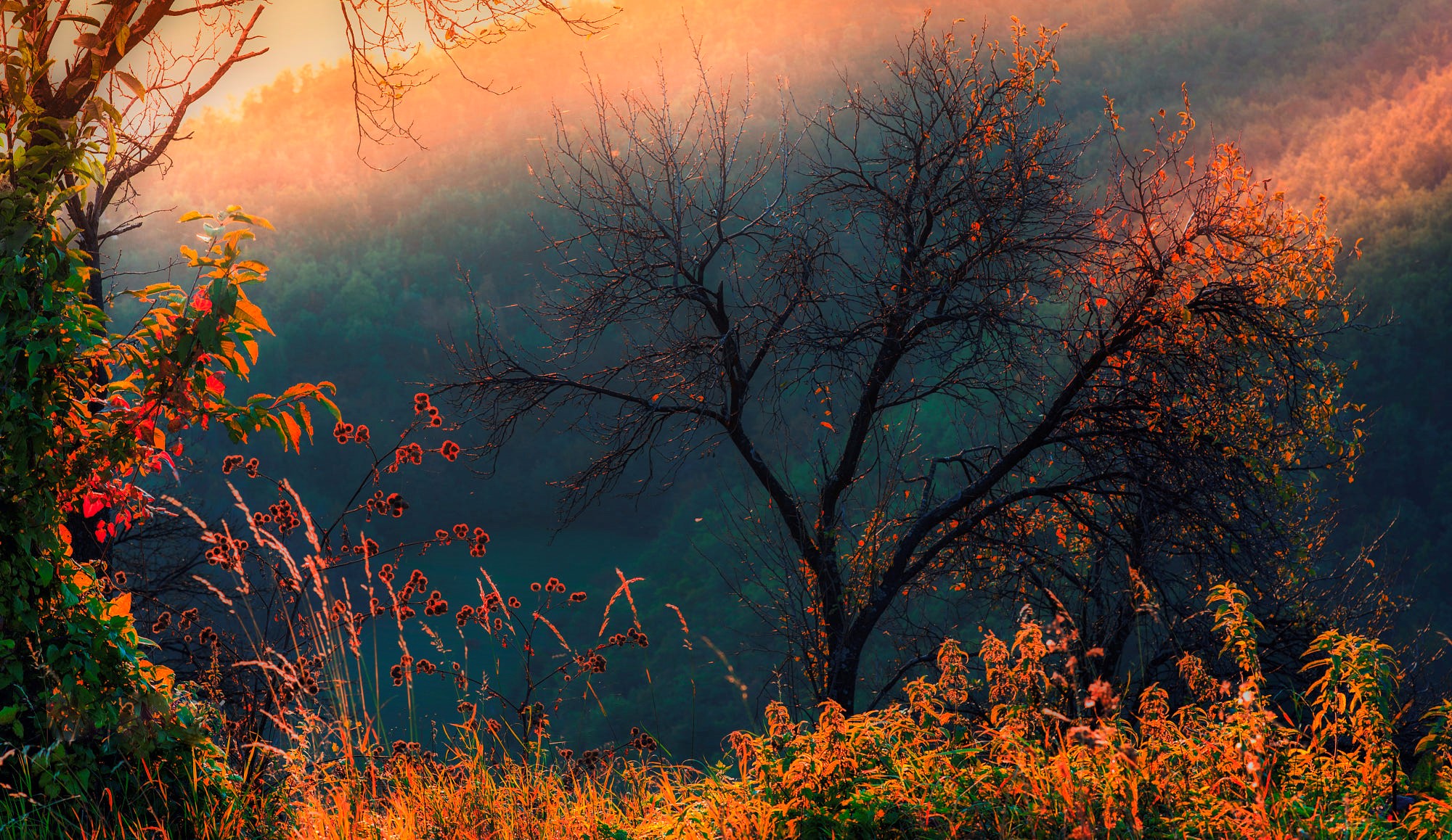 Autumn trees and foliage in misty sunlight HD Wallpaper